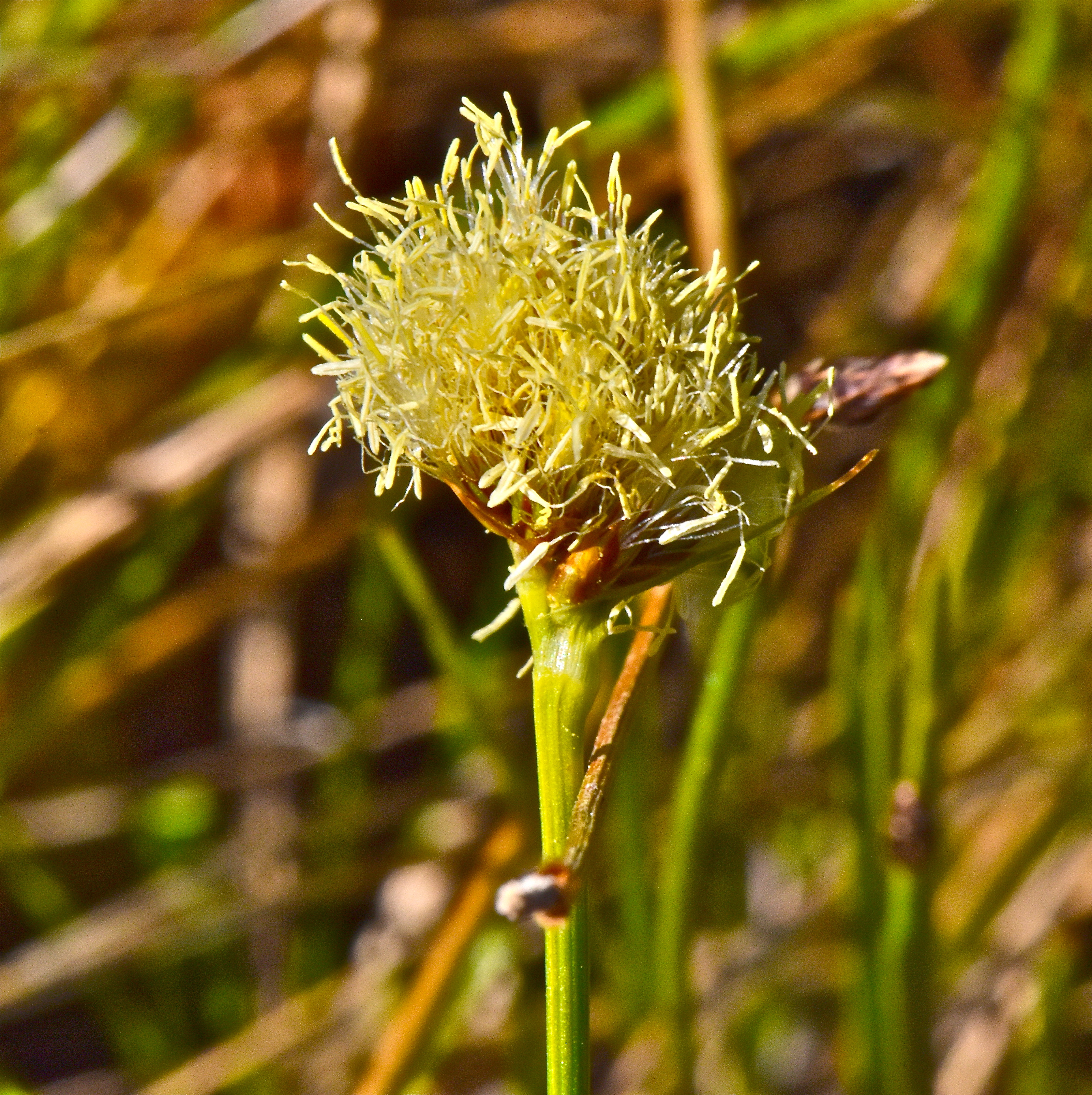 <i>Calliscirpus criniger</i>