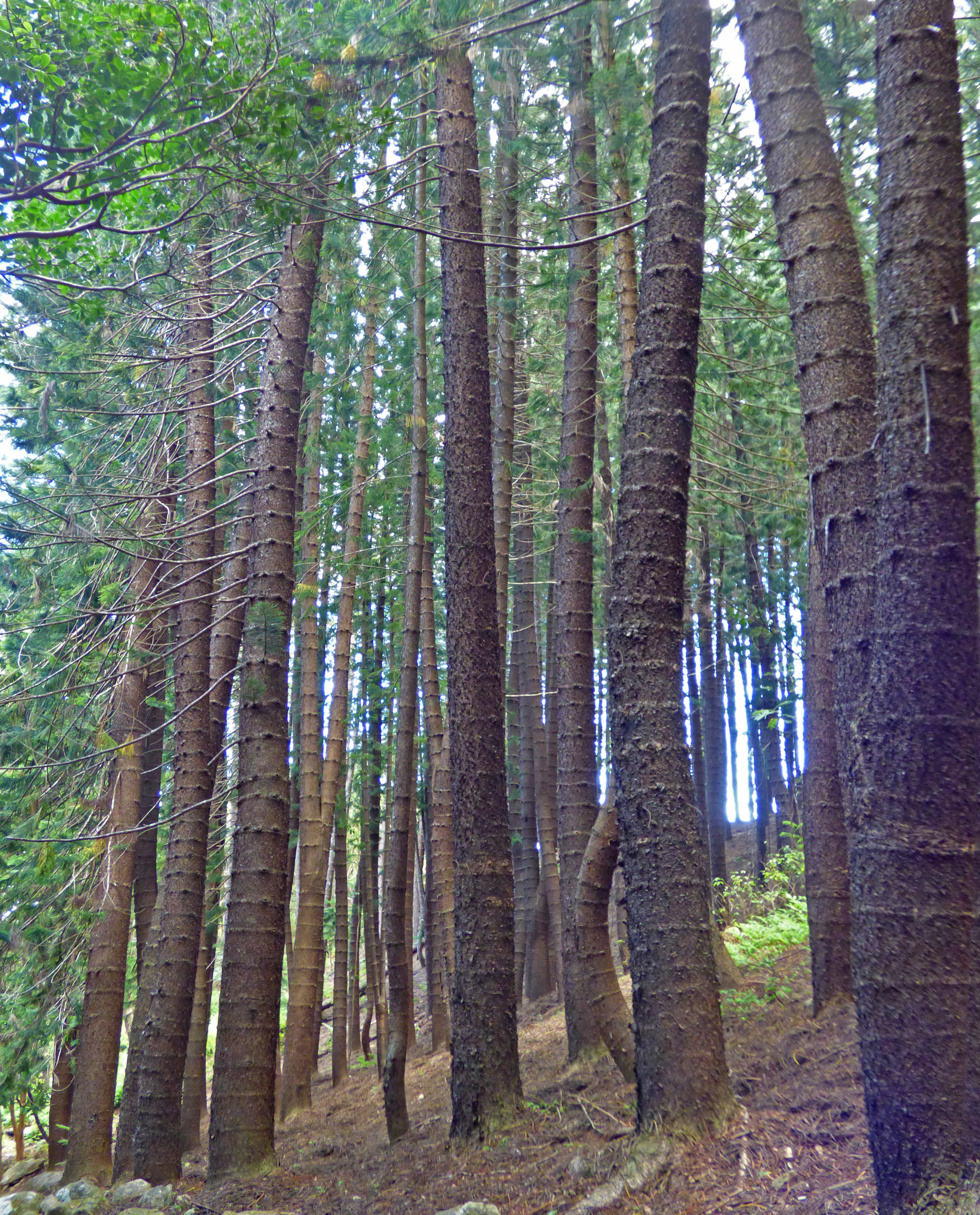 <i>Araucaria columnaris</i>; Cook Pine