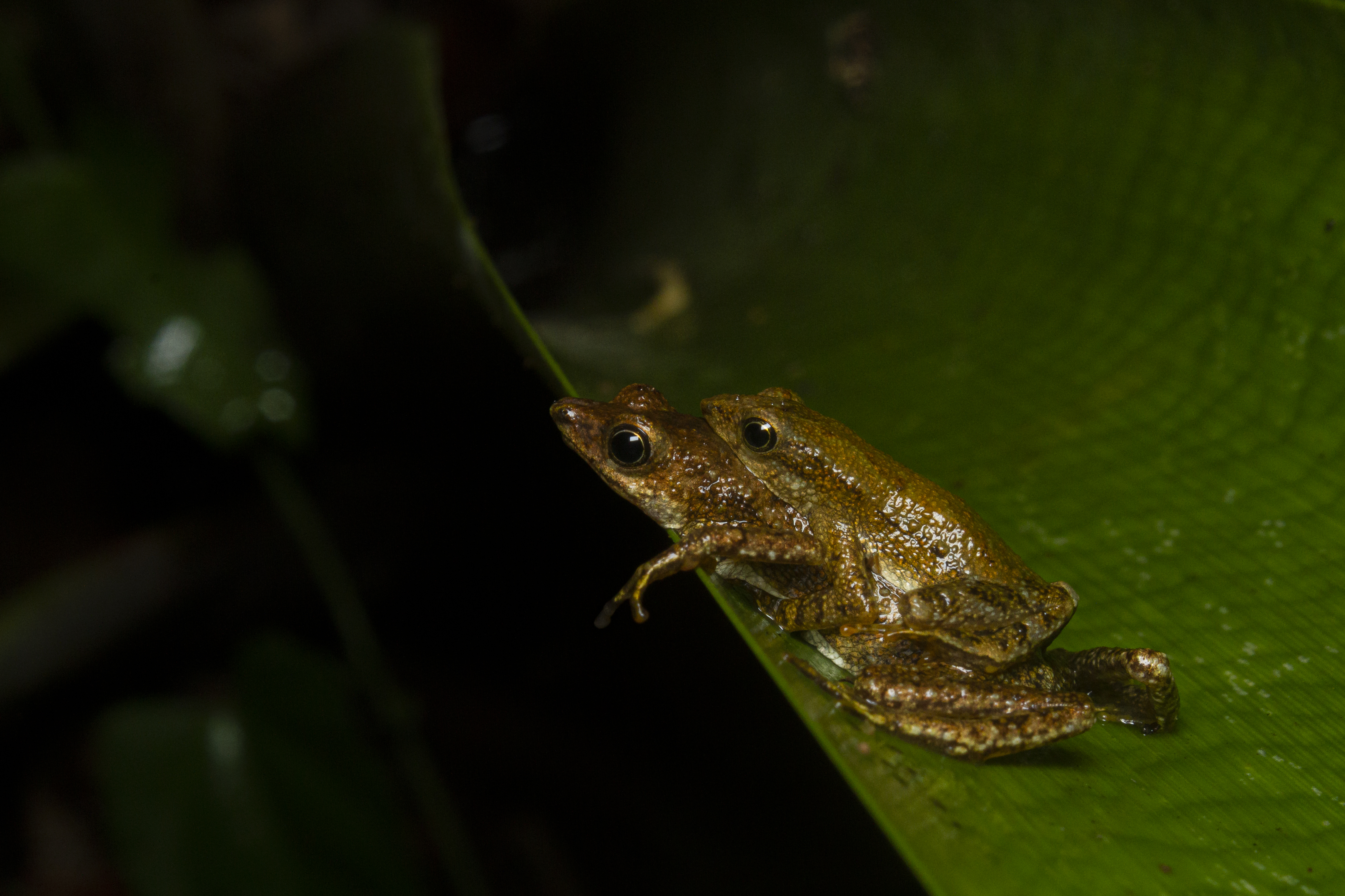 <i>Dendrophryniscus haddadi</i>