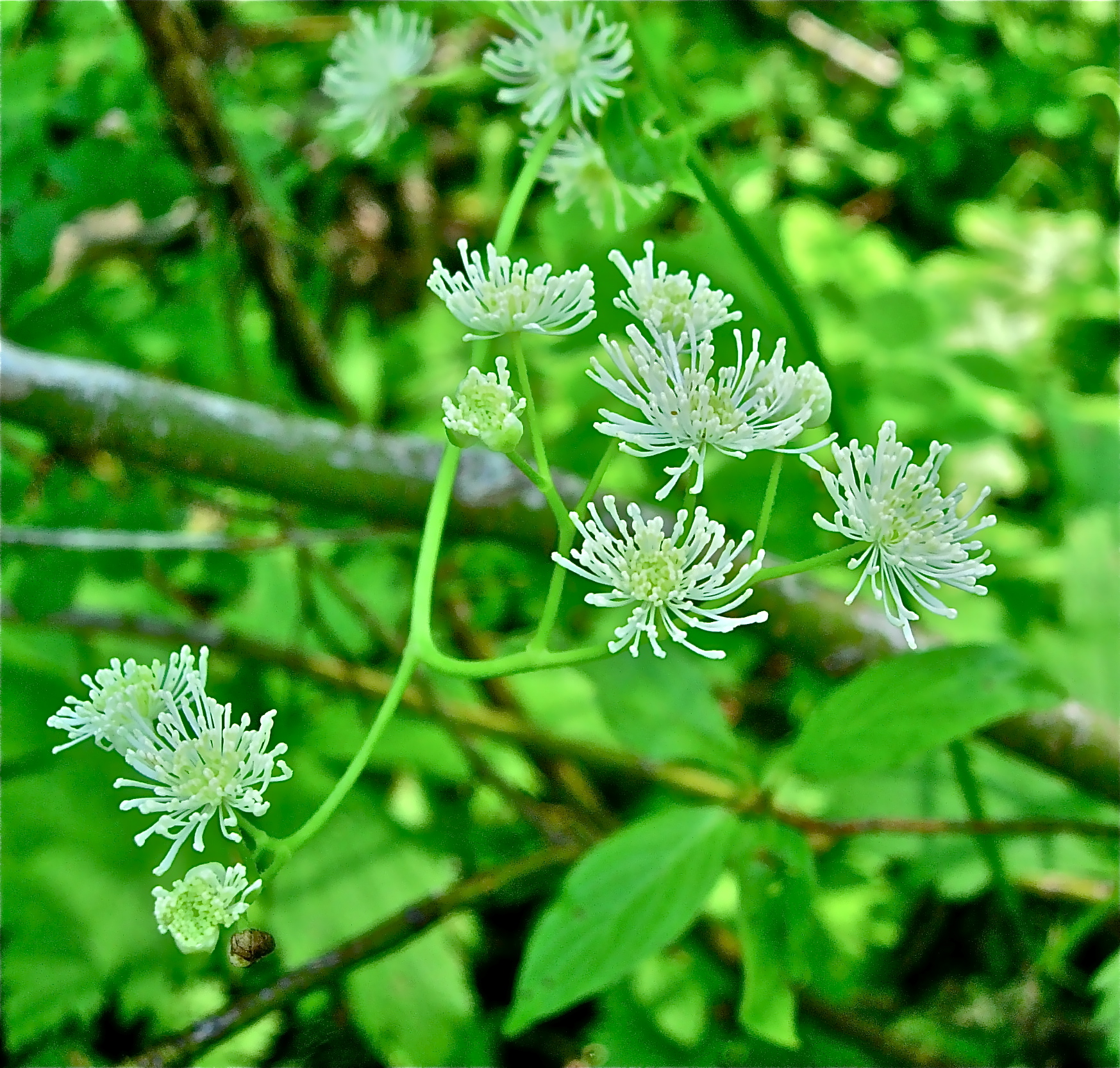 <i>Trautvetteria caroliniensis</i>