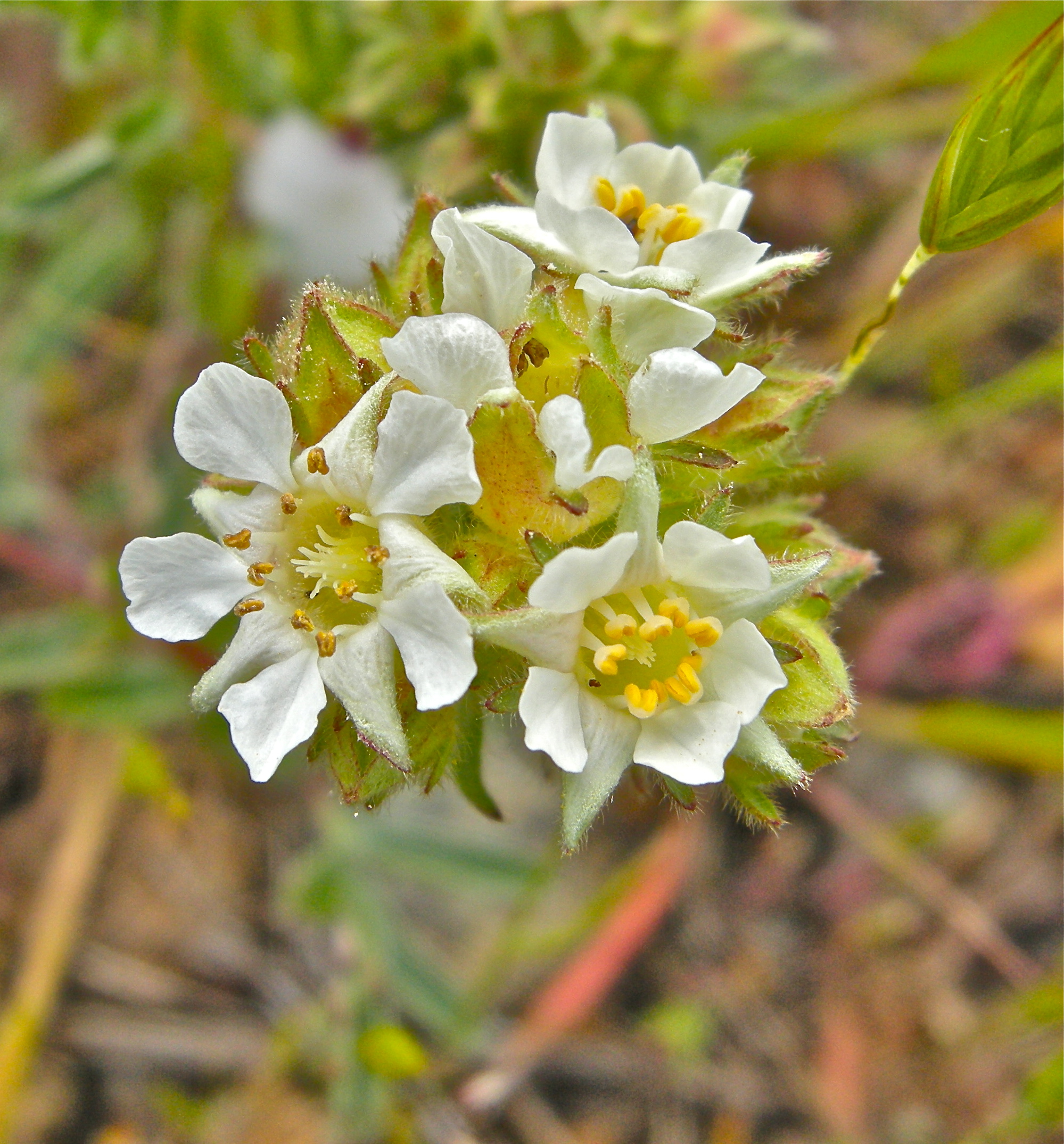 <i>Horkelia congesta ssp. nemorosa</i>