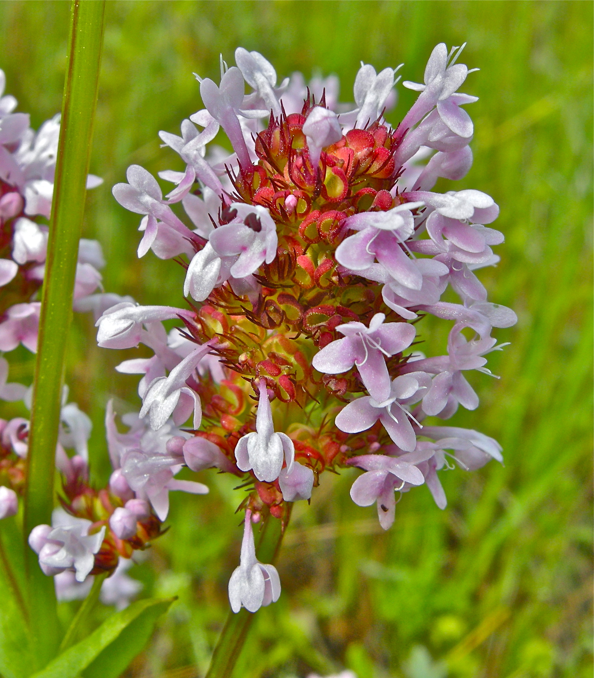 <i>Plectritis congesta ssp. congesta</i>