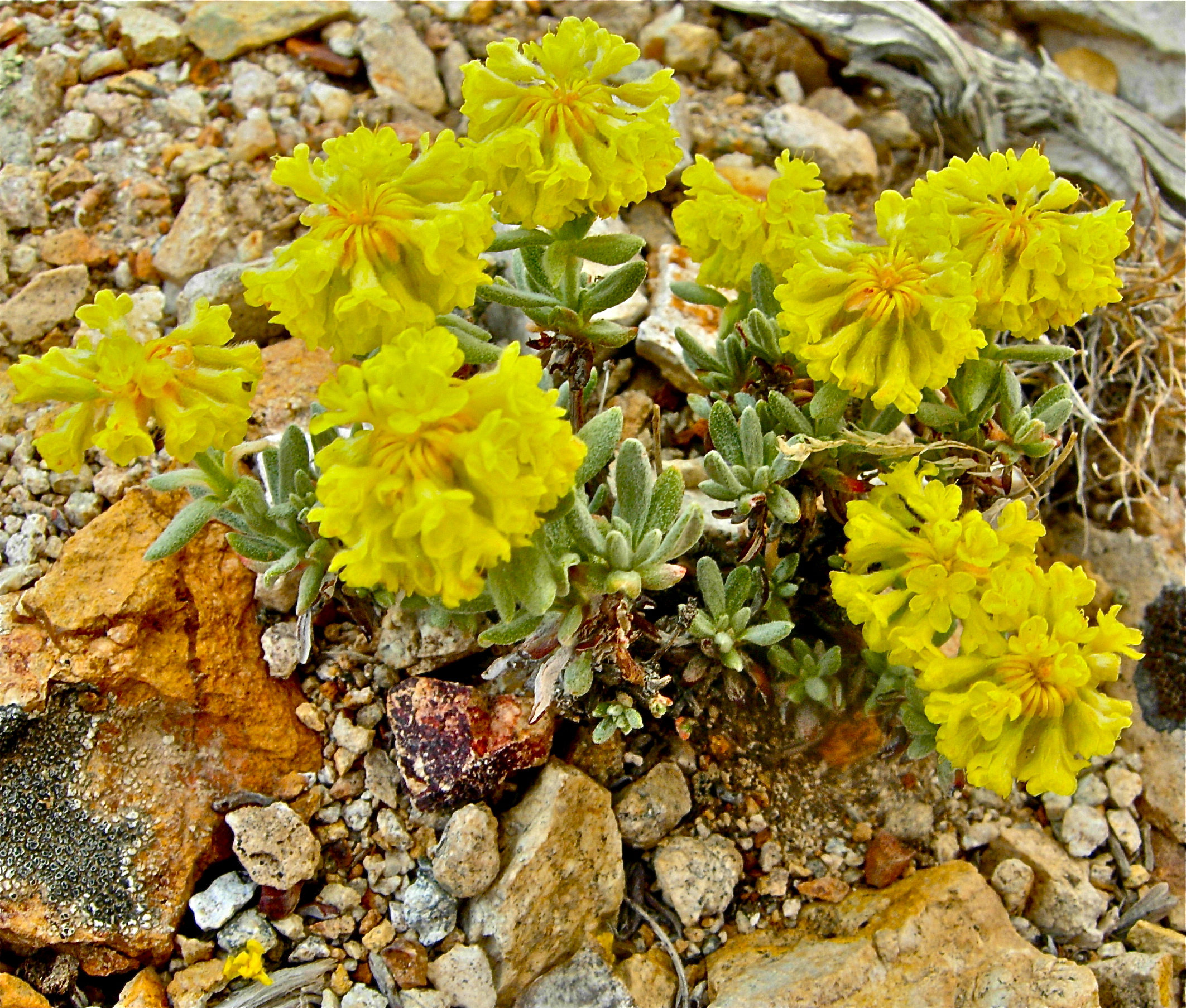 <i>Eriogonum sphaerocephalum var. sphaerocephalum</i>
