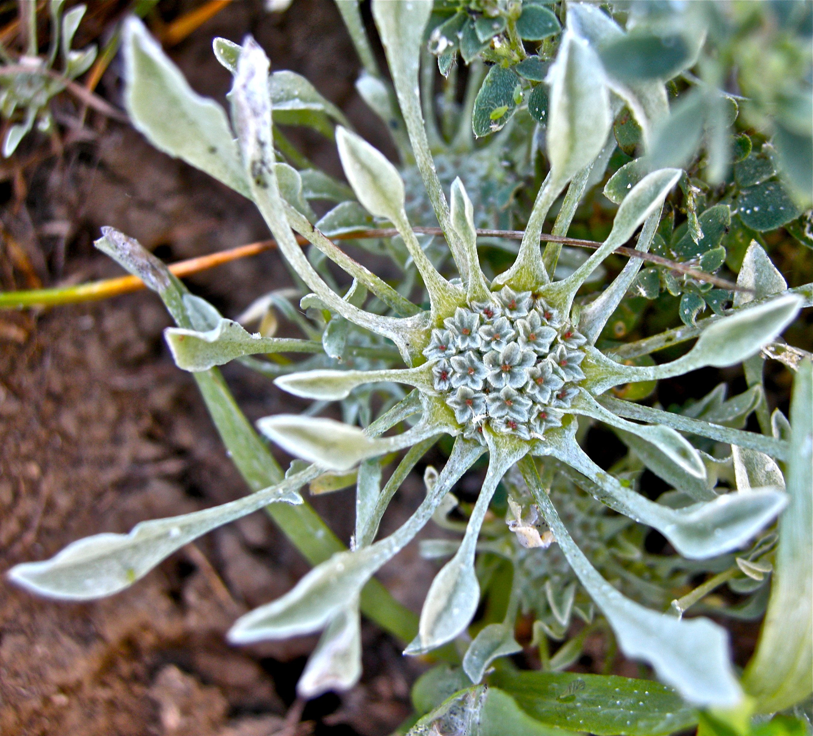<i>Hesperevax caulescens</i>