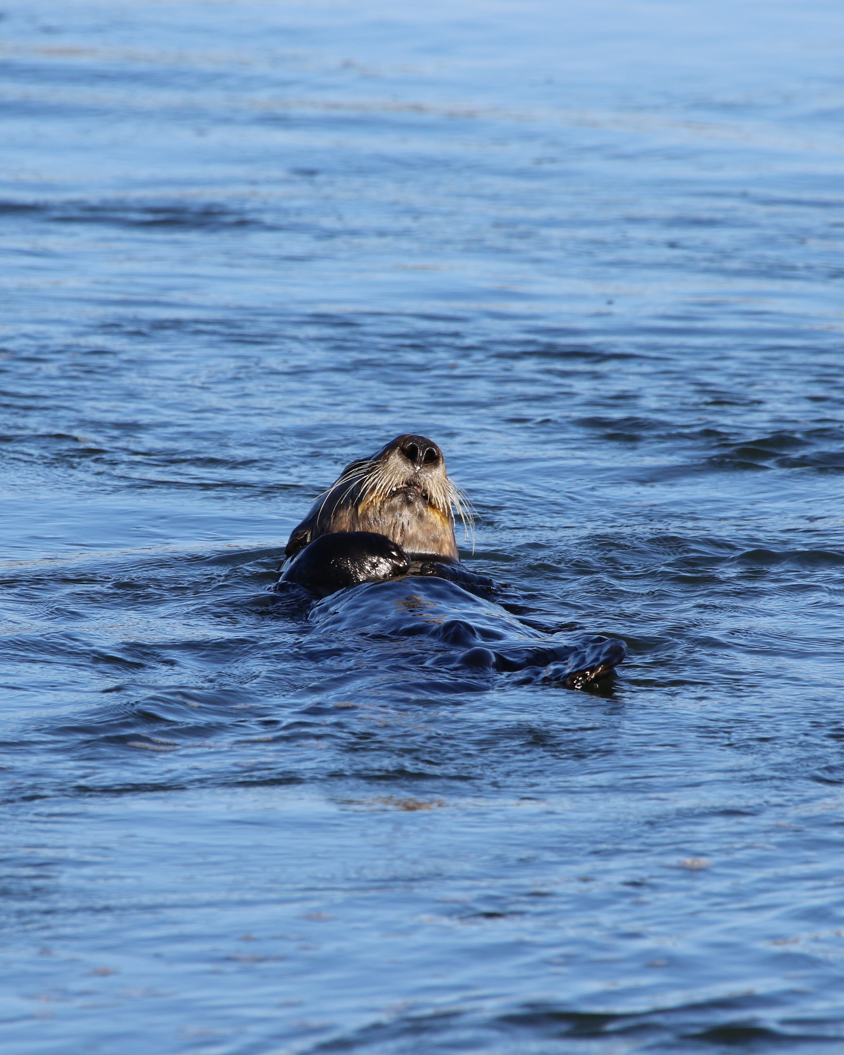 <i>Enhydra lutris</i>; Sea Otter
