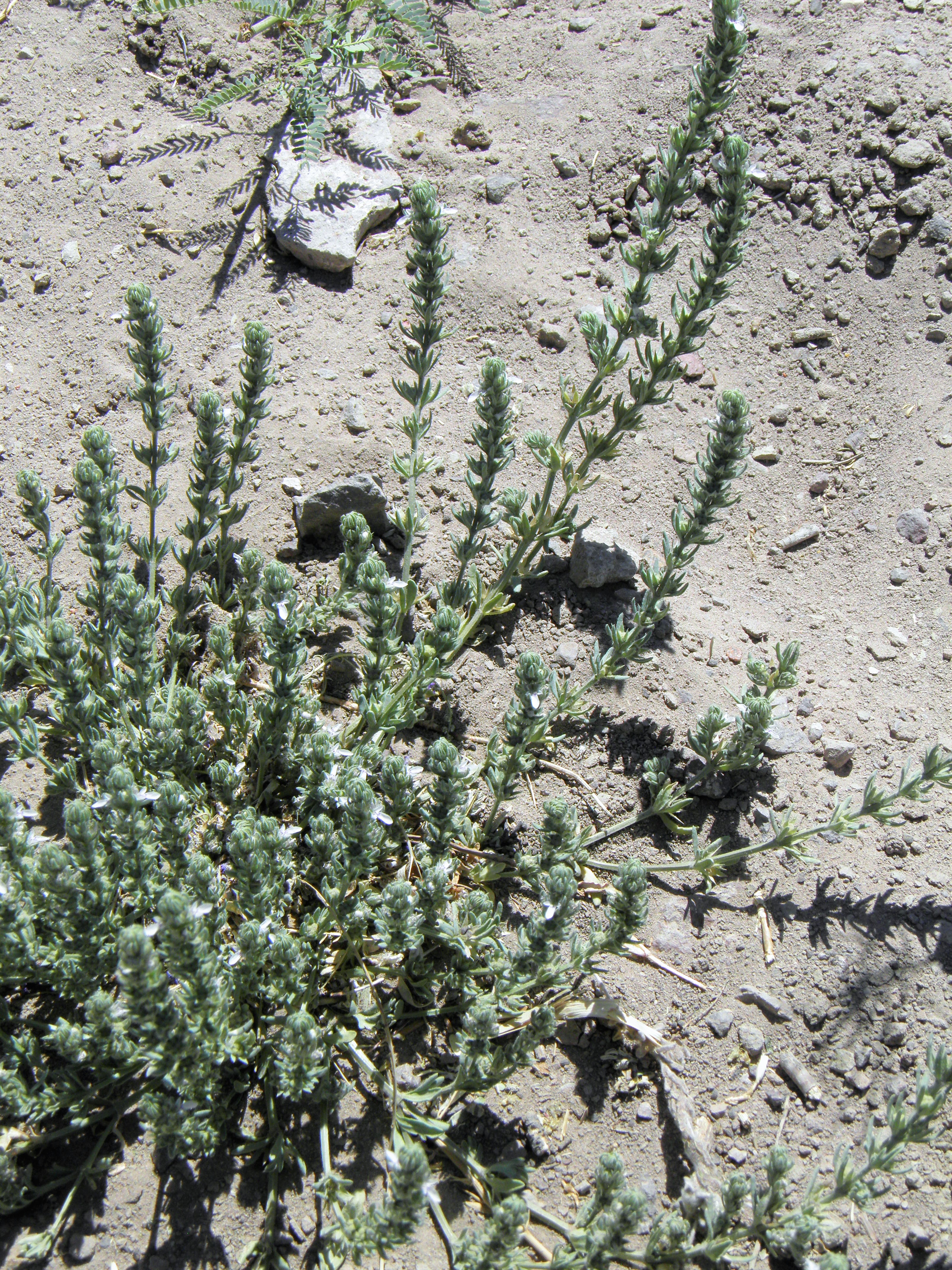 <i>Teucrium depressum</i>; Small Coastal Germander