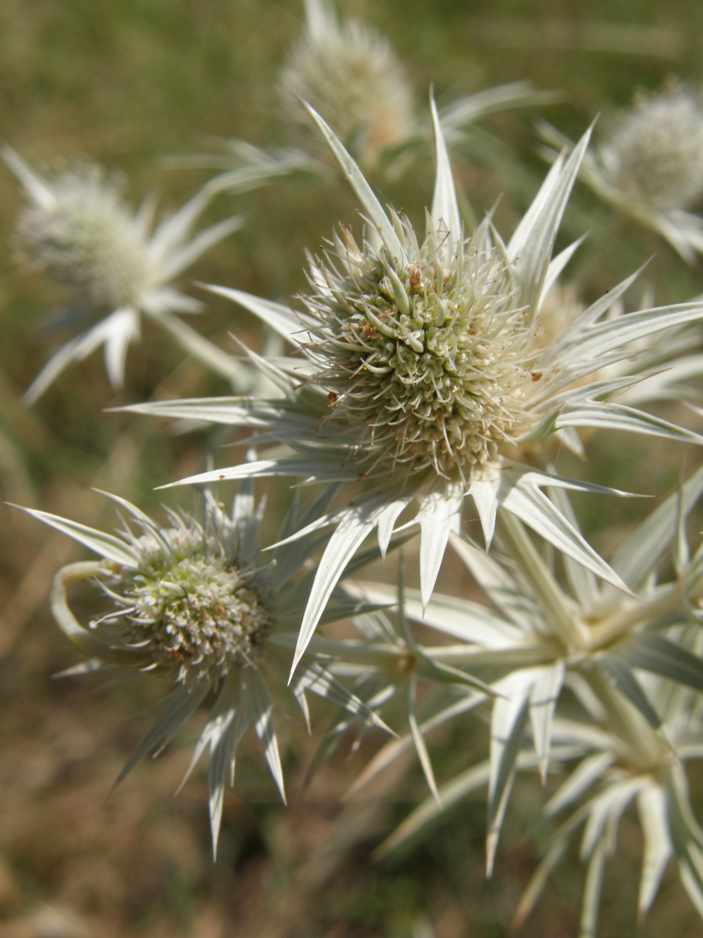 <i>Eryngium heterophyllum</i>; Mexican Thistle