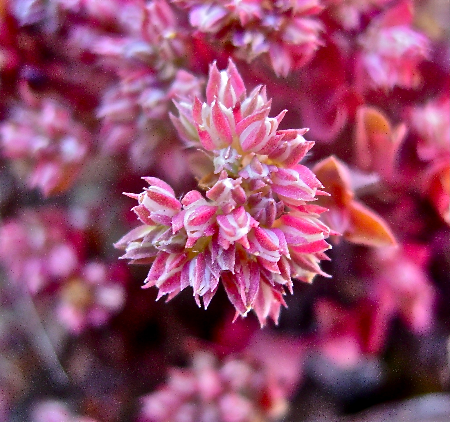 <i>Polycarpon tetraphyllum</i>