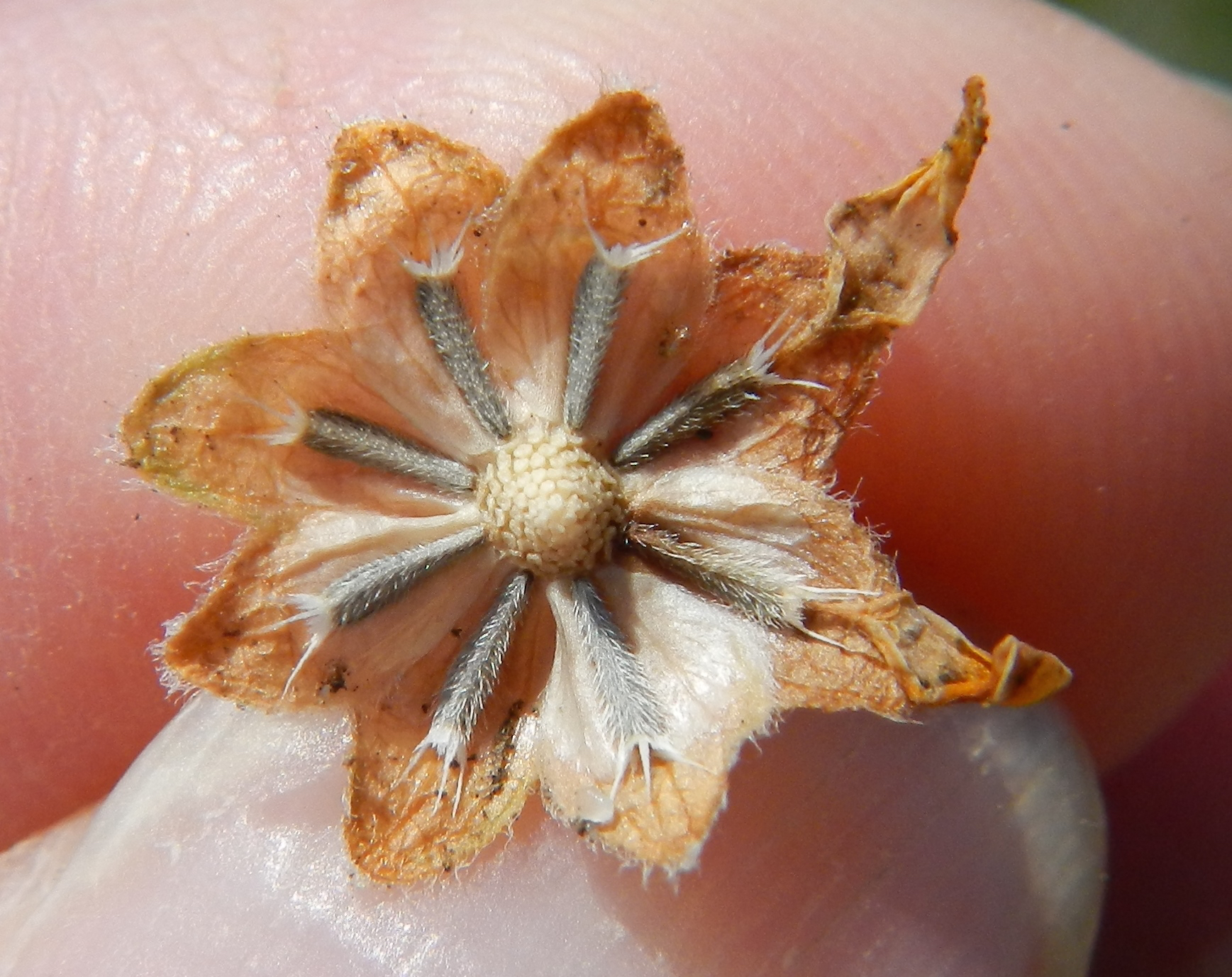 <i>Lasthenia minor</i>; Coastal Goldfields