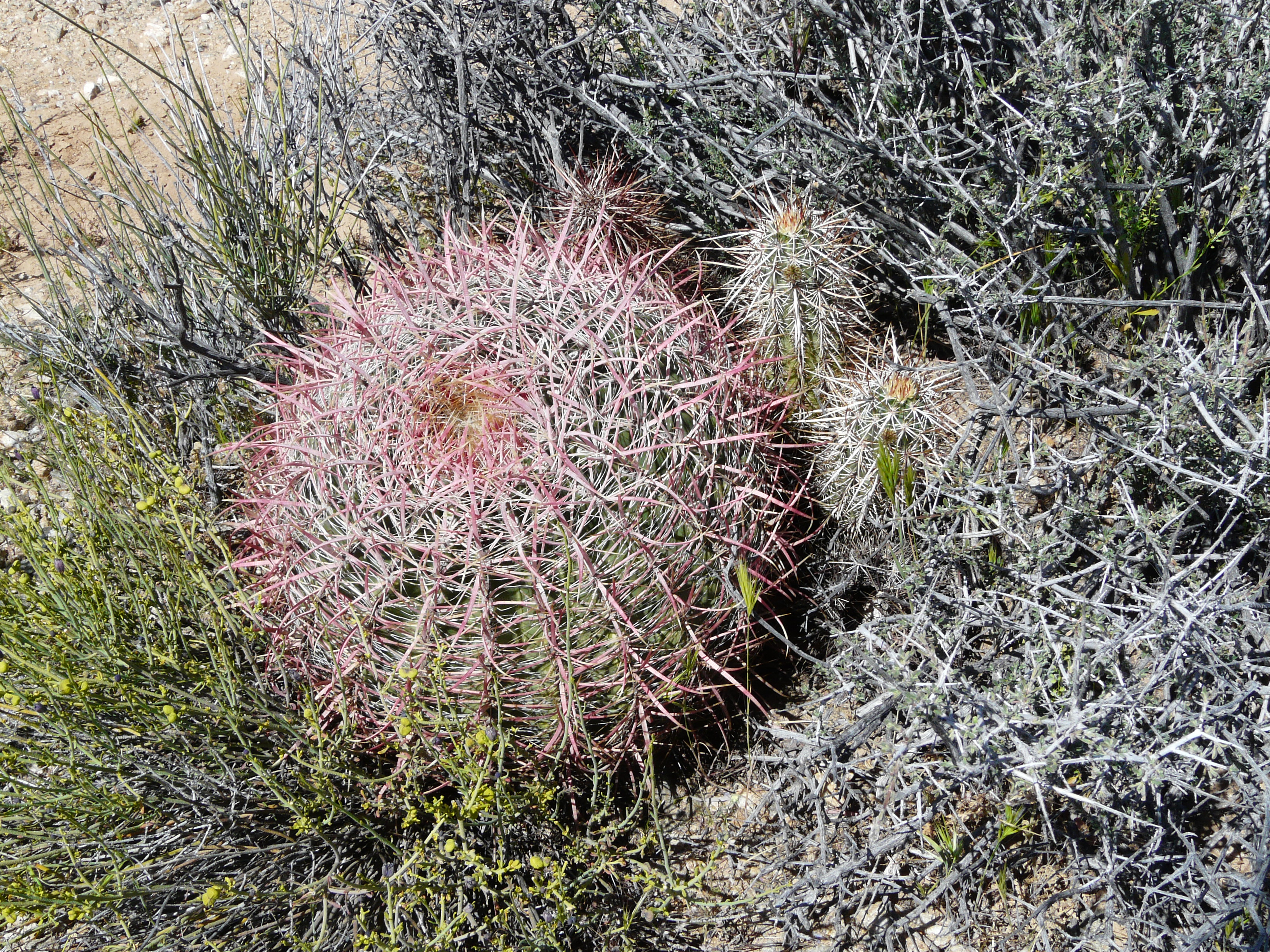 <i>Ferocactus cylindraceus var. lecontei</i>; California Barrel Cactus