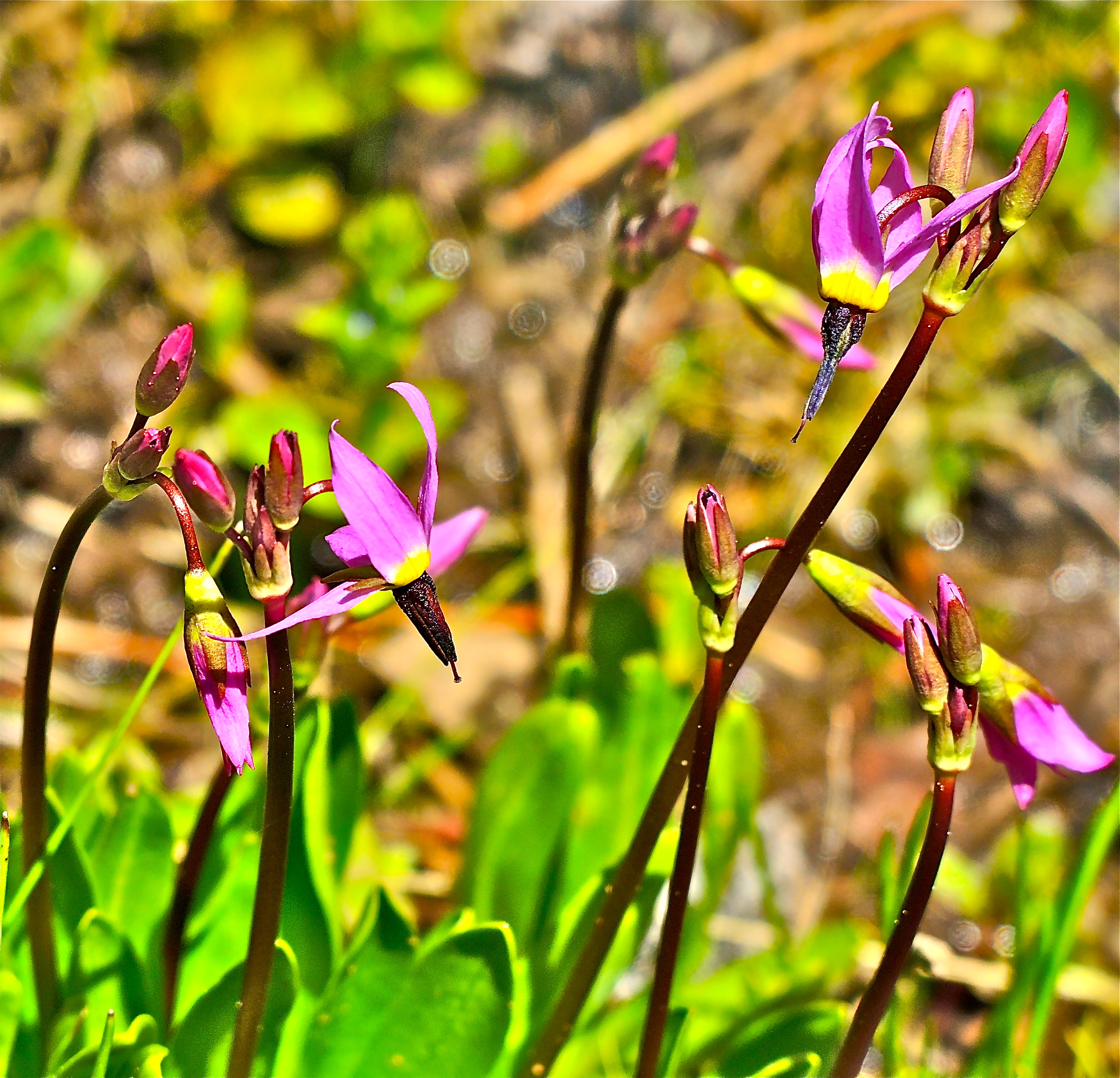 <i>Primula alpina</i>