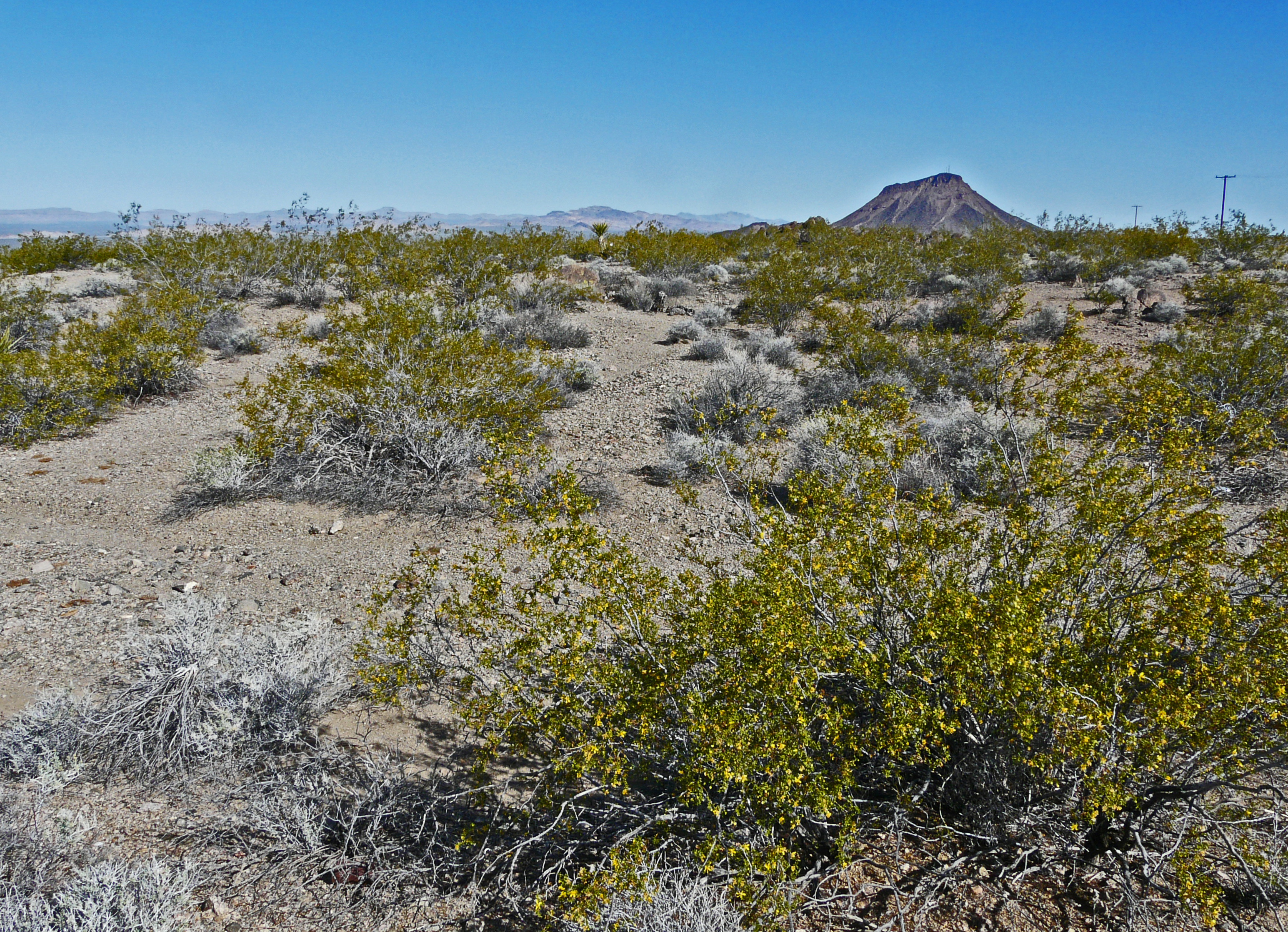 near Piute Gorge, Mojave National Preserve (California)