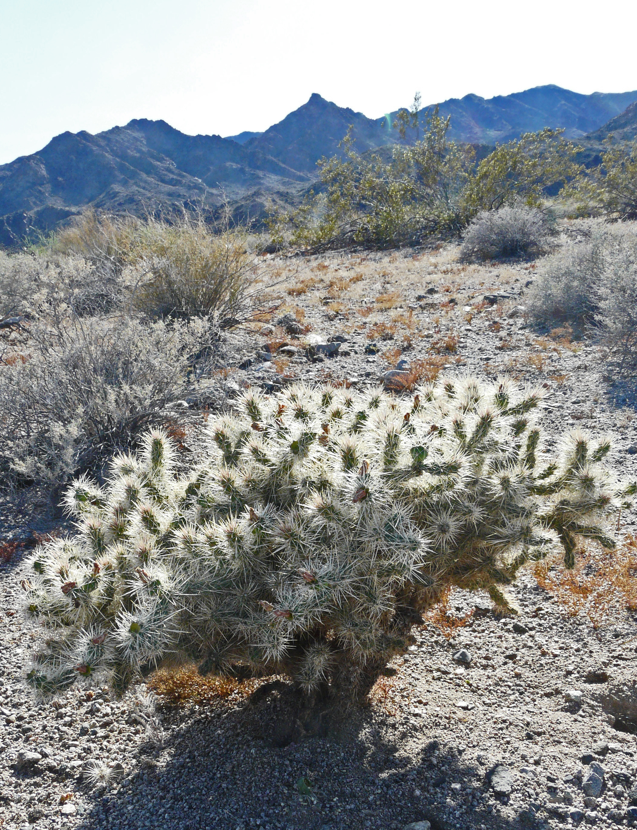 <i>Cylindropuntia echinocarpa</i>; Silver Cholla