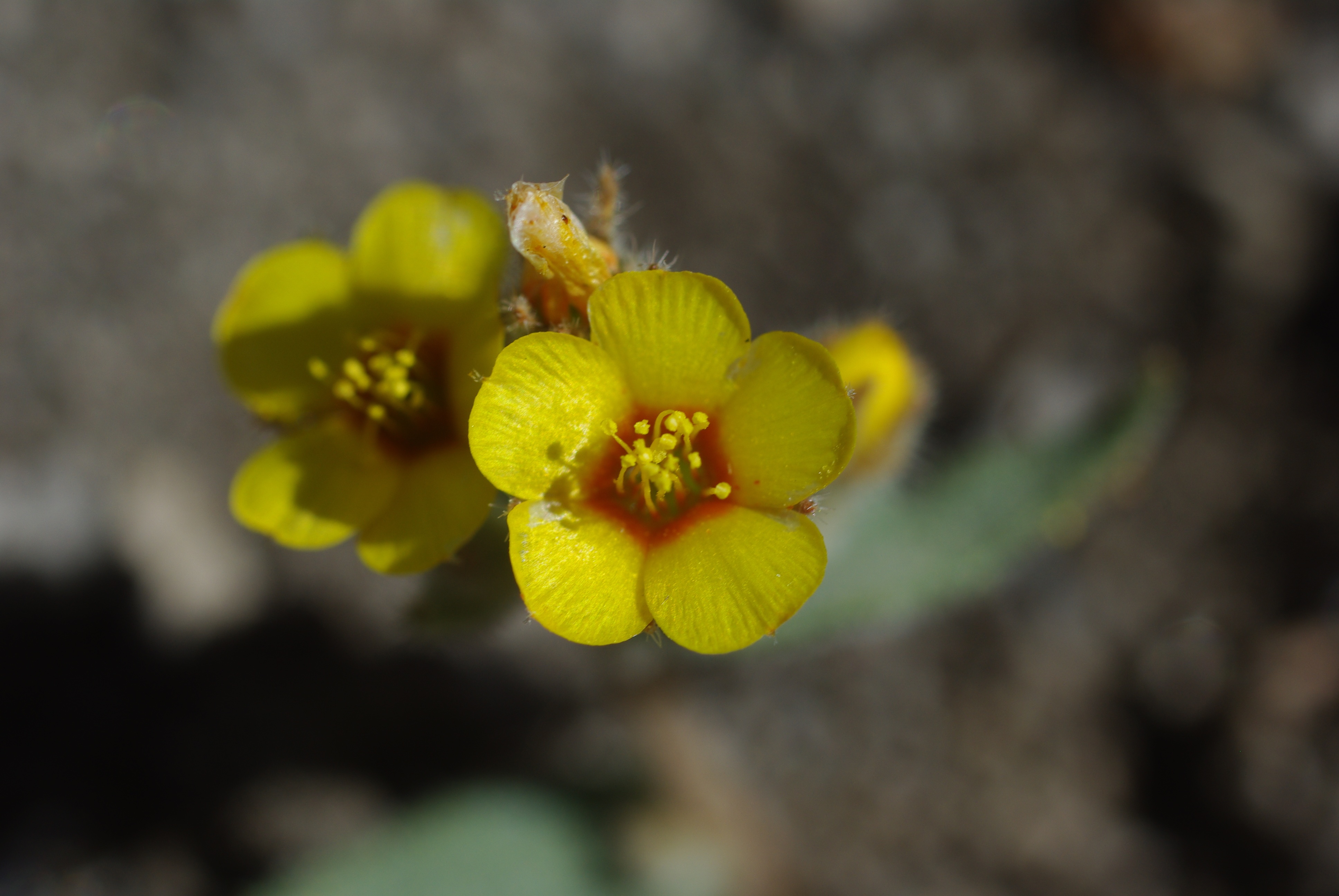 <i>Mentzelia monoensis</i>; Mono Craters Blazing Star