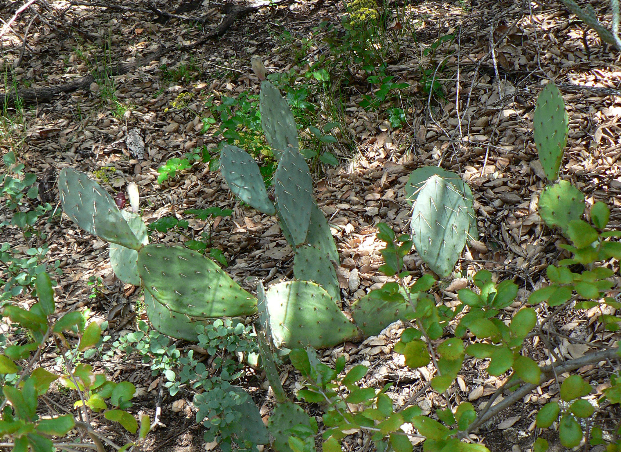 <i>Opuntia vaseyi</i>; Vasey's Prickly Pear