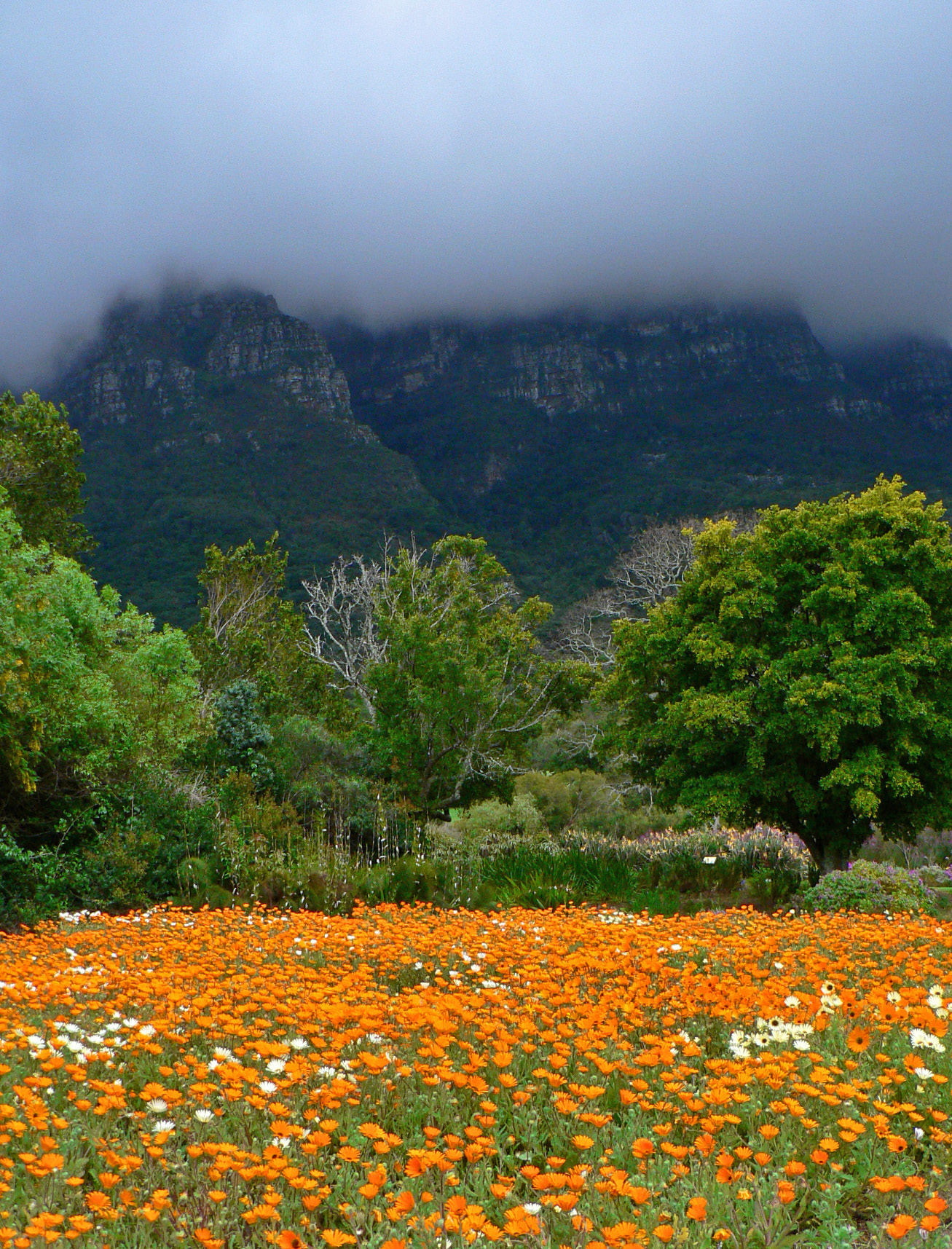 Cape Town, Kirstenbosch Botanical Garden, Western Cape, South Africa
