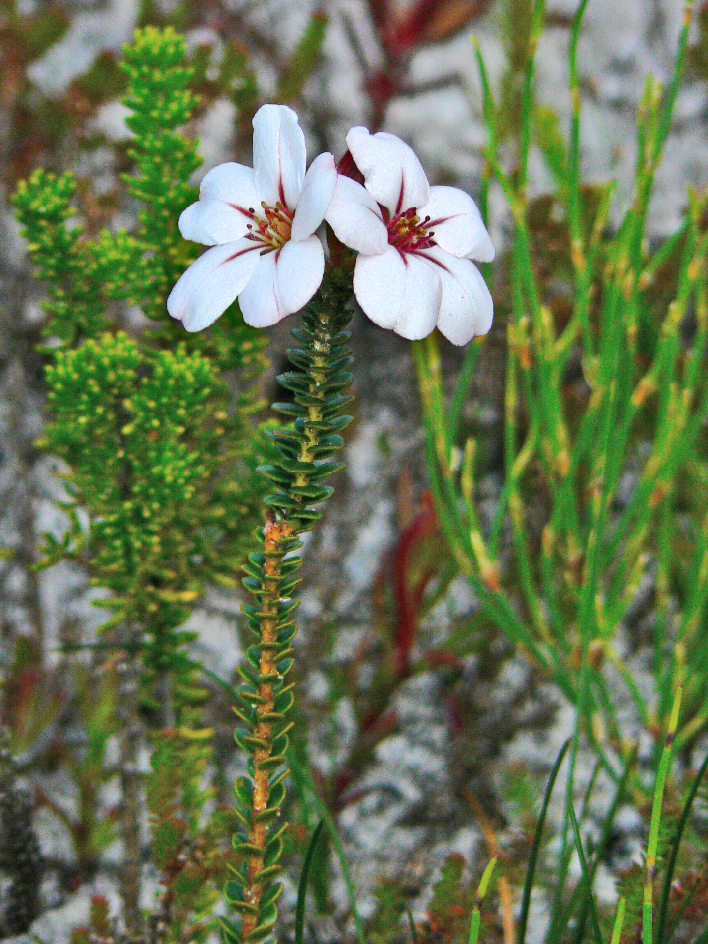 <i>Adenandra uniflora</i>; Shepherd's Delight