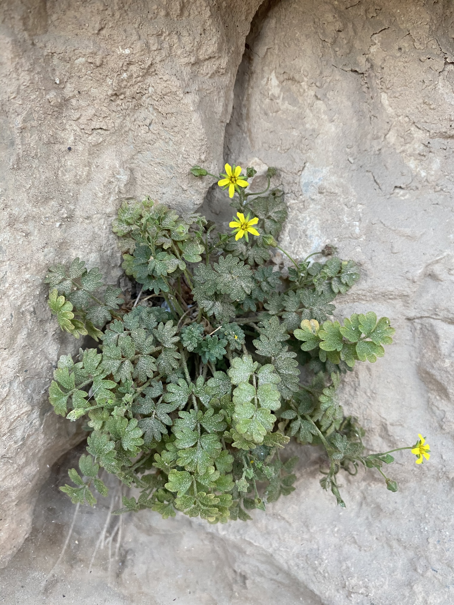 <i>Ivesia arizonica var. arizonica</i>