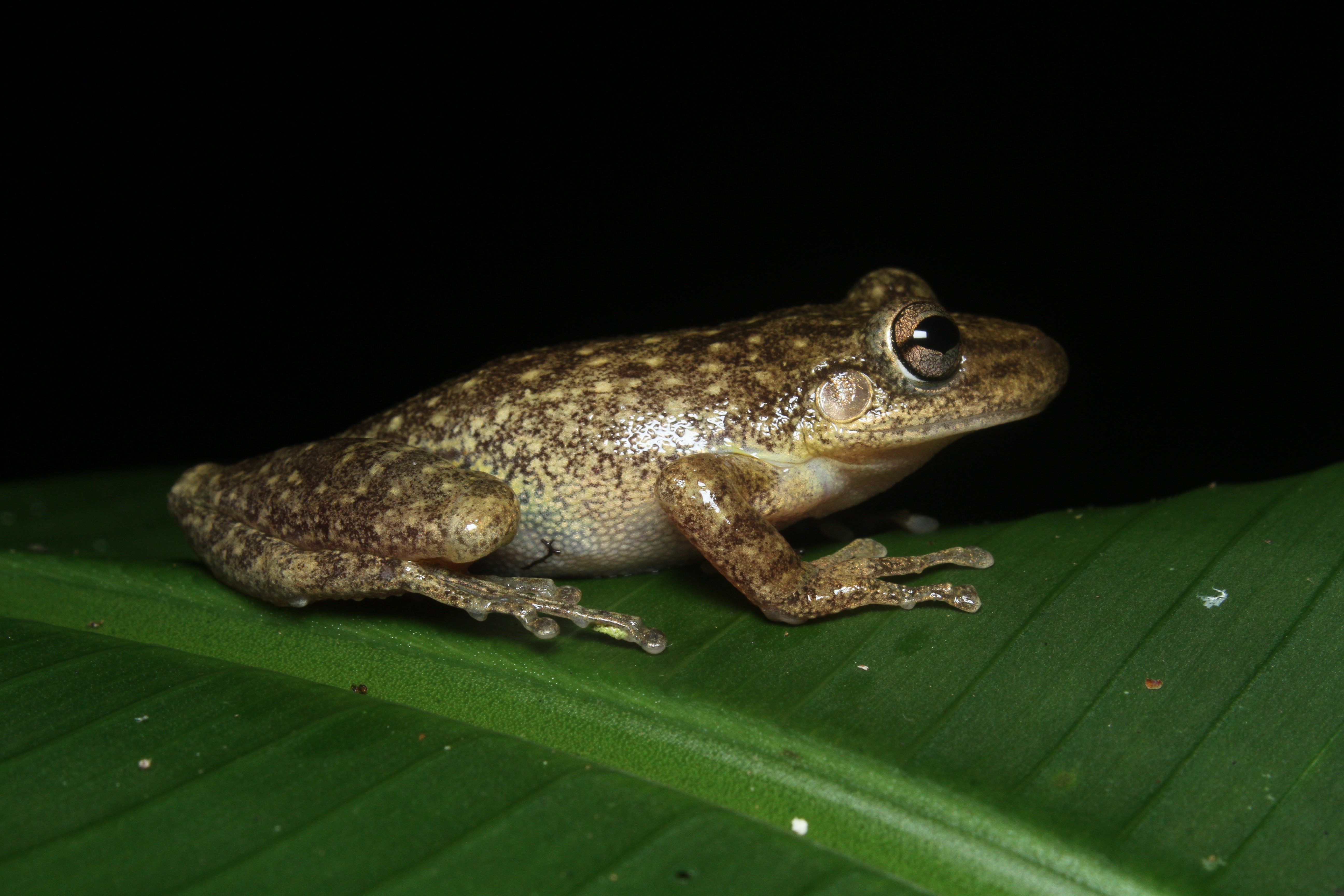 <i>Scinax fuscovarius</i>; Snouted Tree Frog