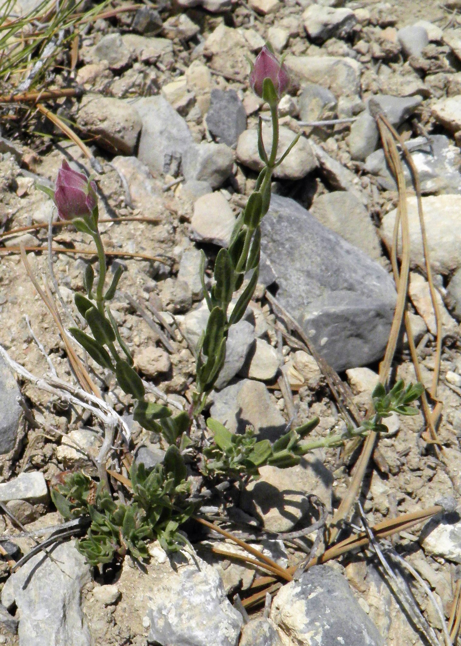 <i>Salvia dorrii var. clokeyi</i>; Clokey's Mountain Sage