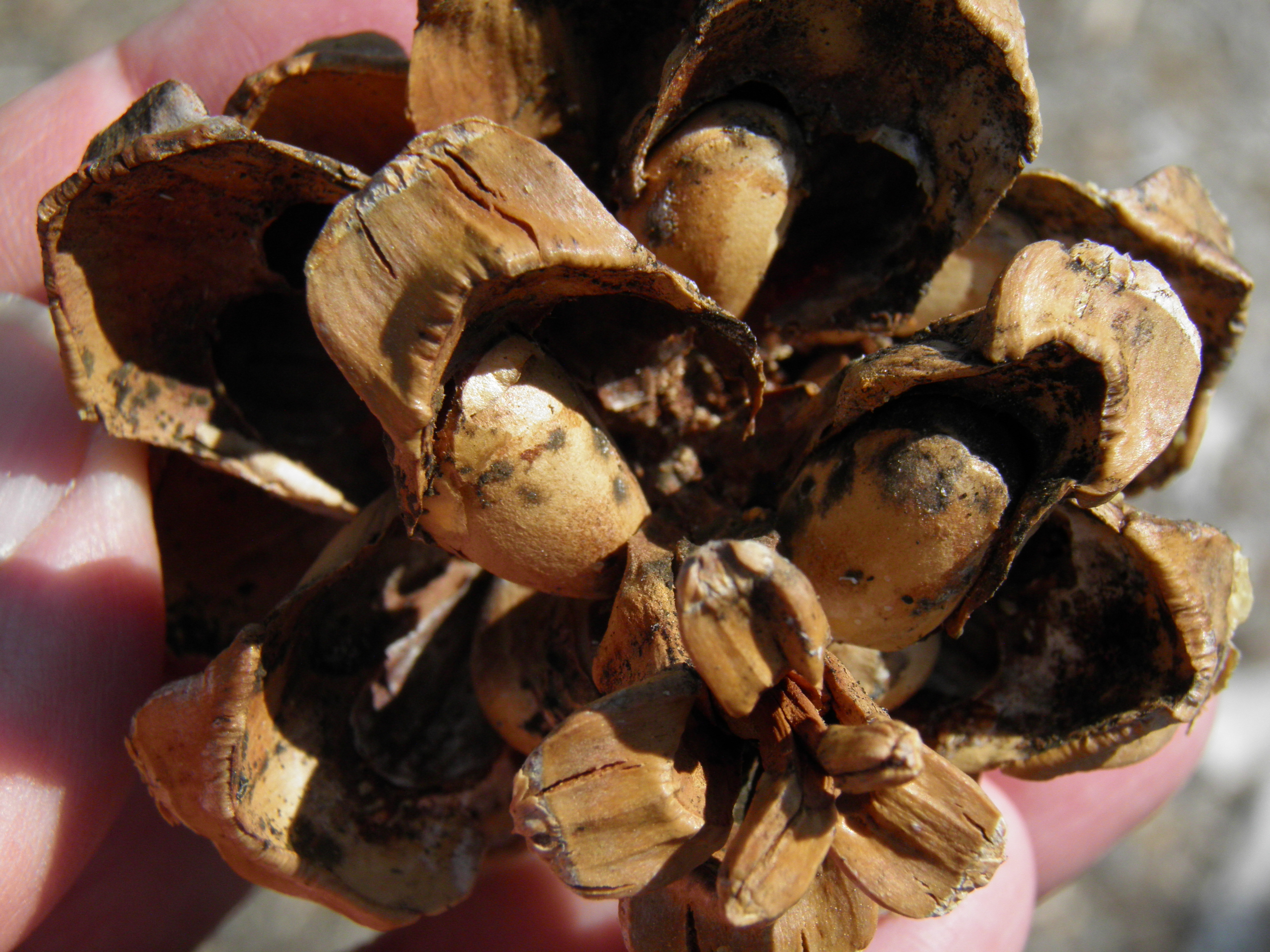 <i>Pinus monosperma</i>; Bristlecone Pine