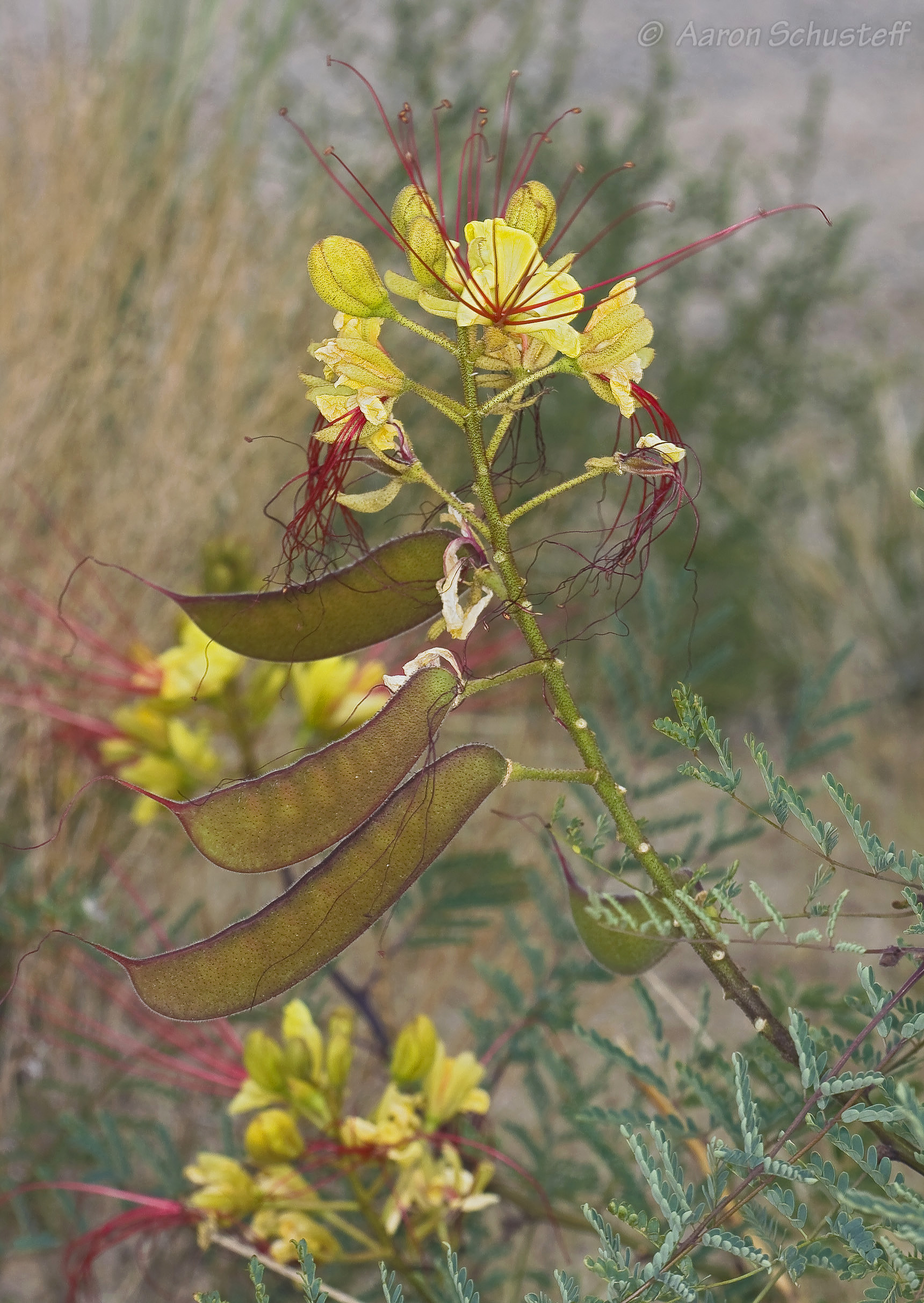 <i>Caesalpinia gilliesii</i>