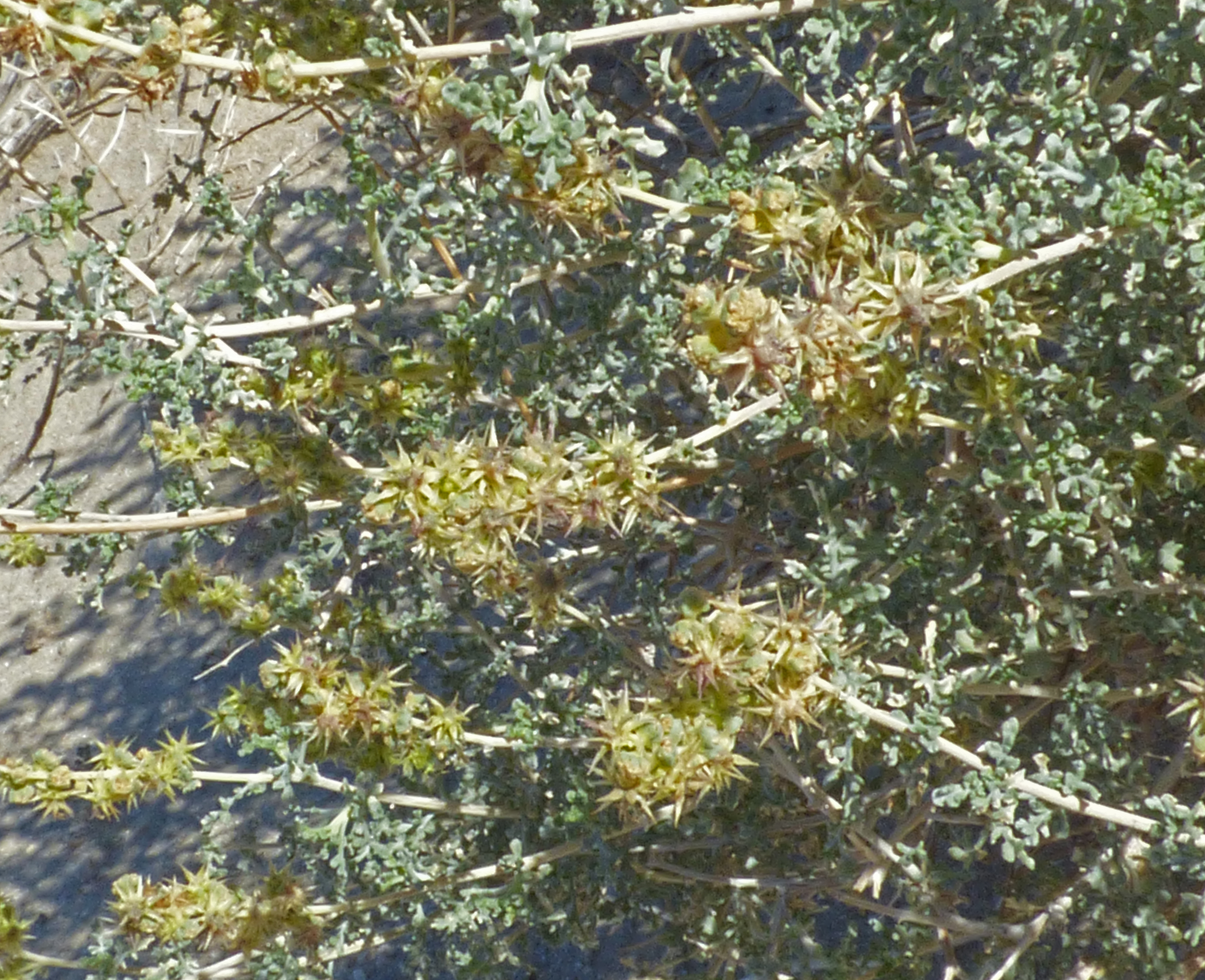 <i>Ambrosia dumosa</i>; Burro Weed