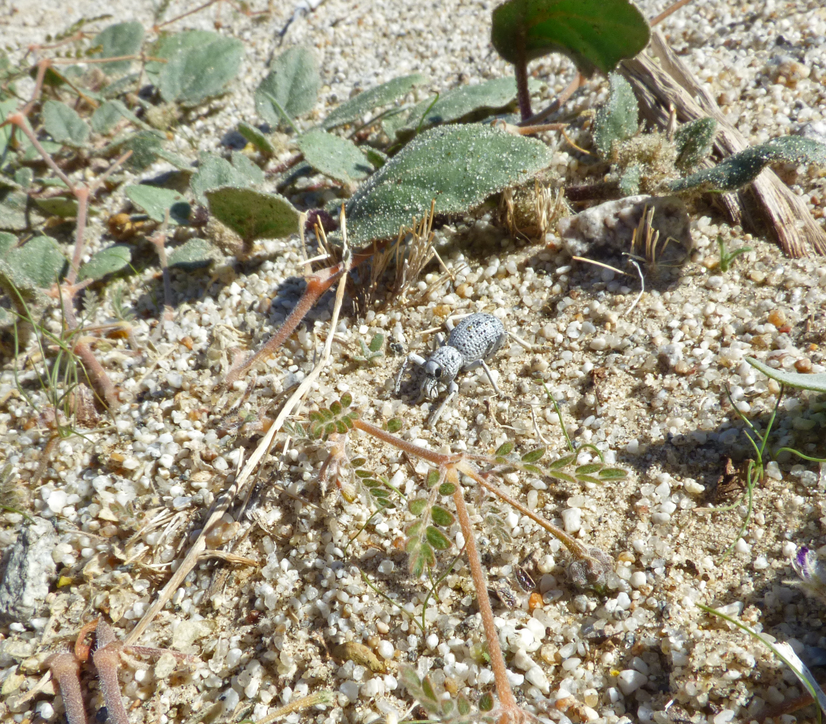 <i>Asbolus verrucosus</i>; Desert Ironclad Beetle