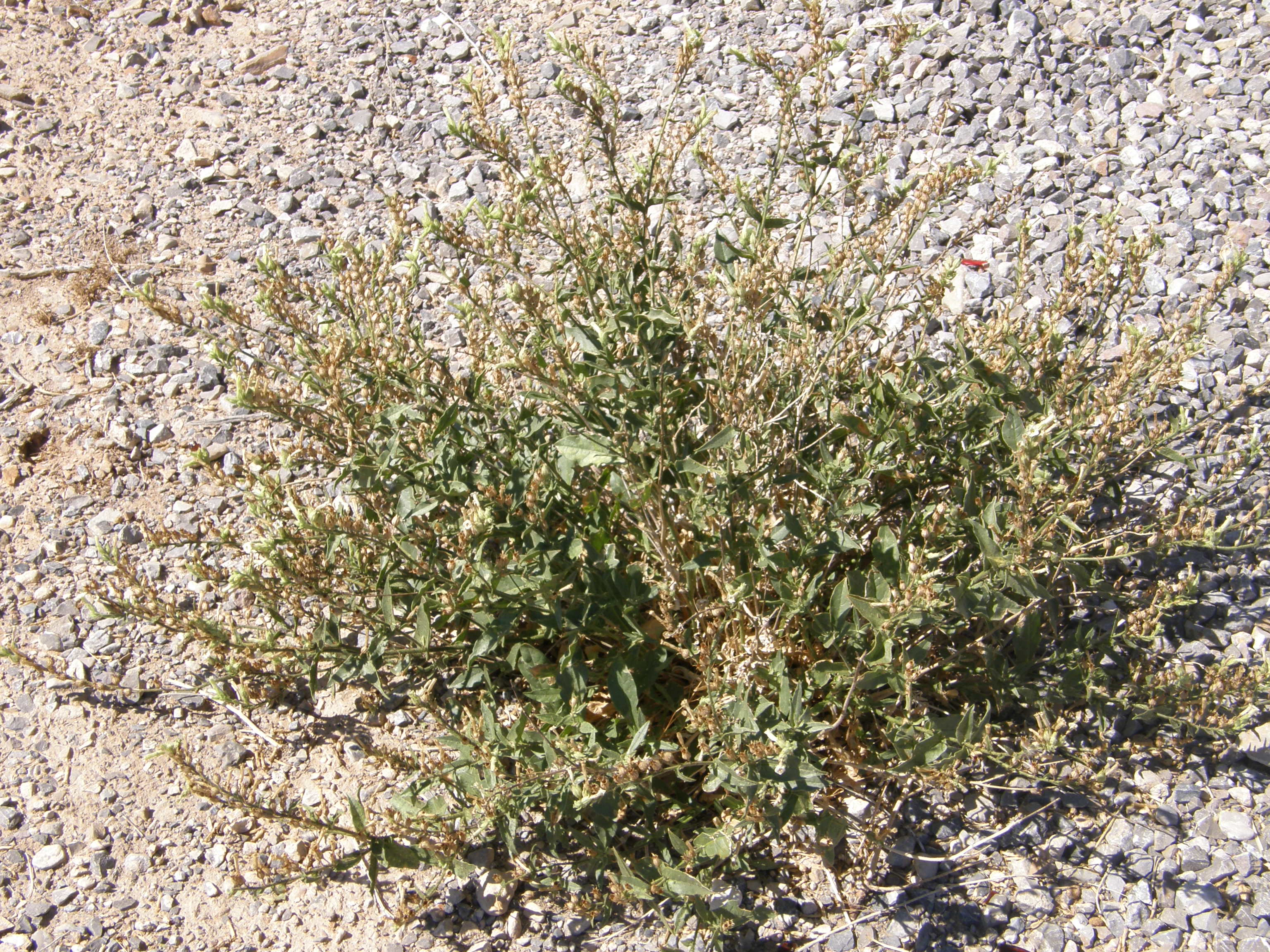 <i>Nicotiana obtusifolia</i>; Desert Tobacco
