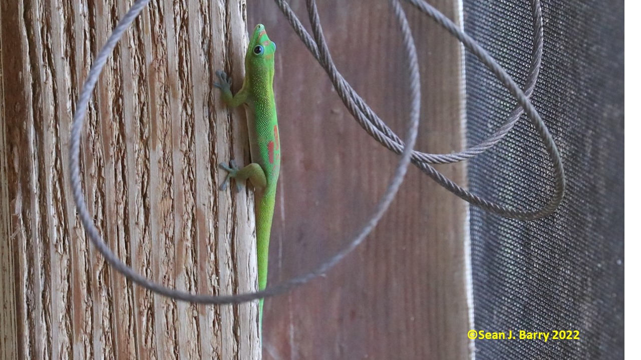 <i>Phelsuma laticauda</i>; Gold Dust Day Gecko