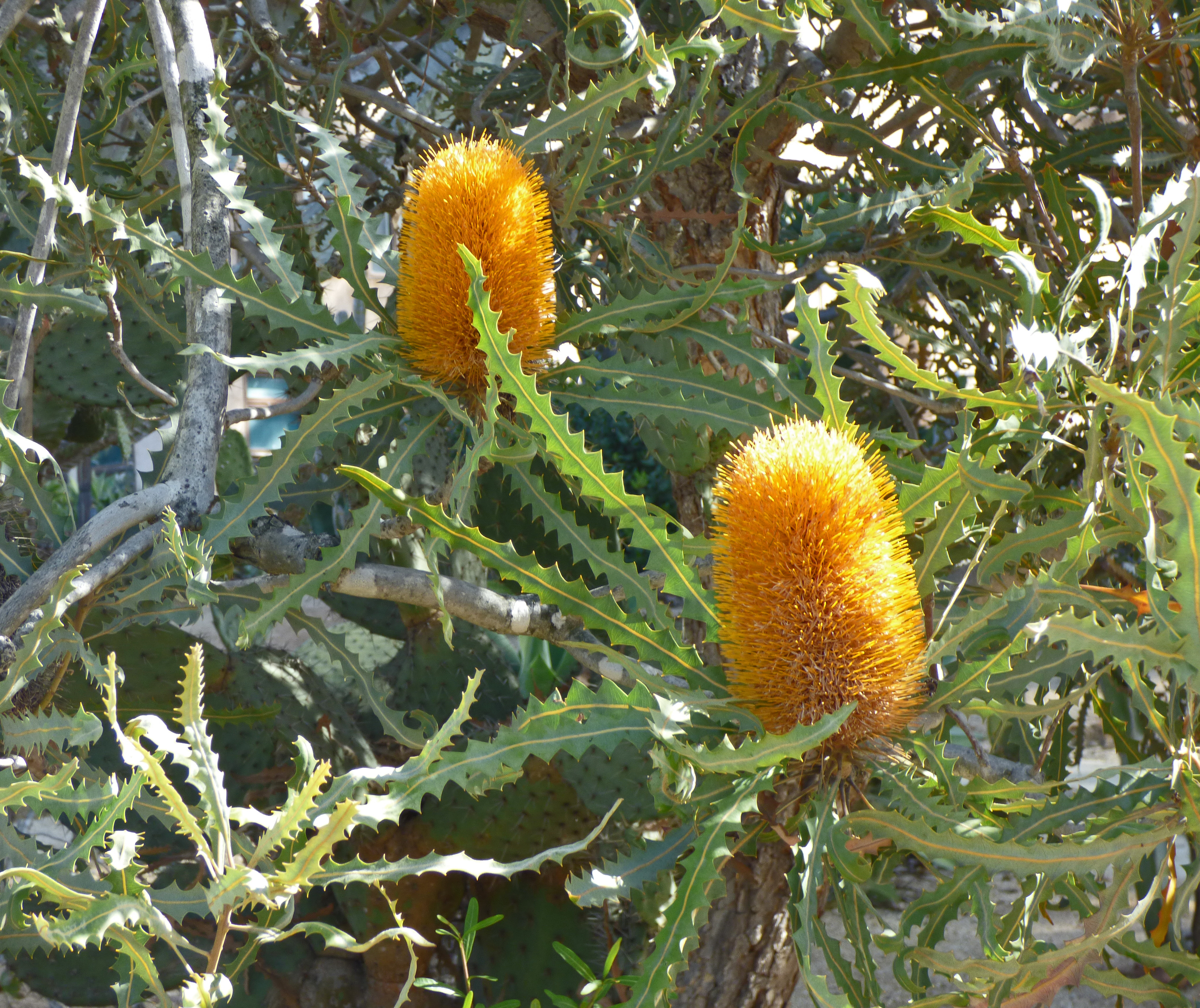 <i>Banksia ashbyi</i>; Ashby's Banksia