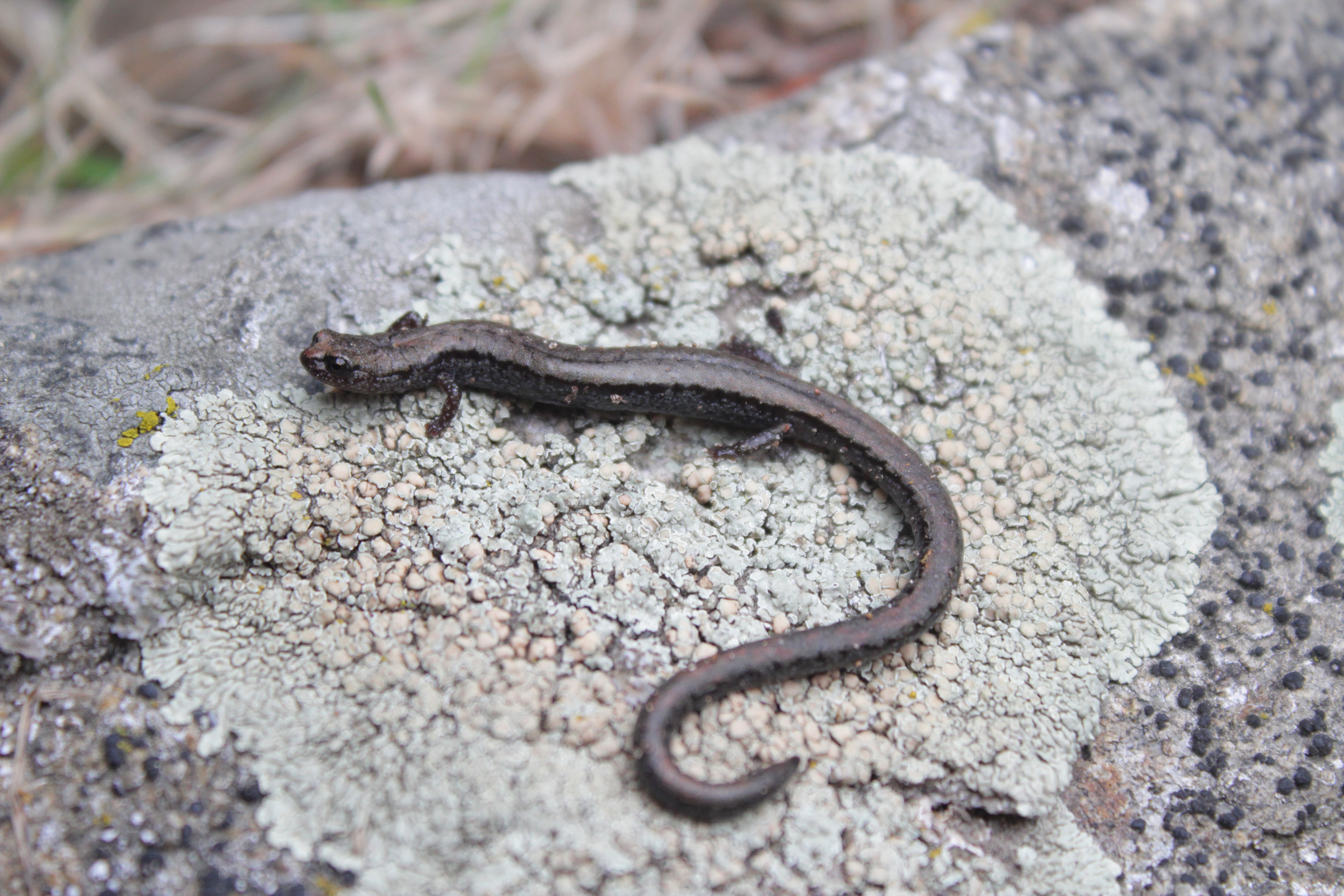 <i>Batrachoseps altasierrae</i>; Greenhorn Mountains Slender Salamander