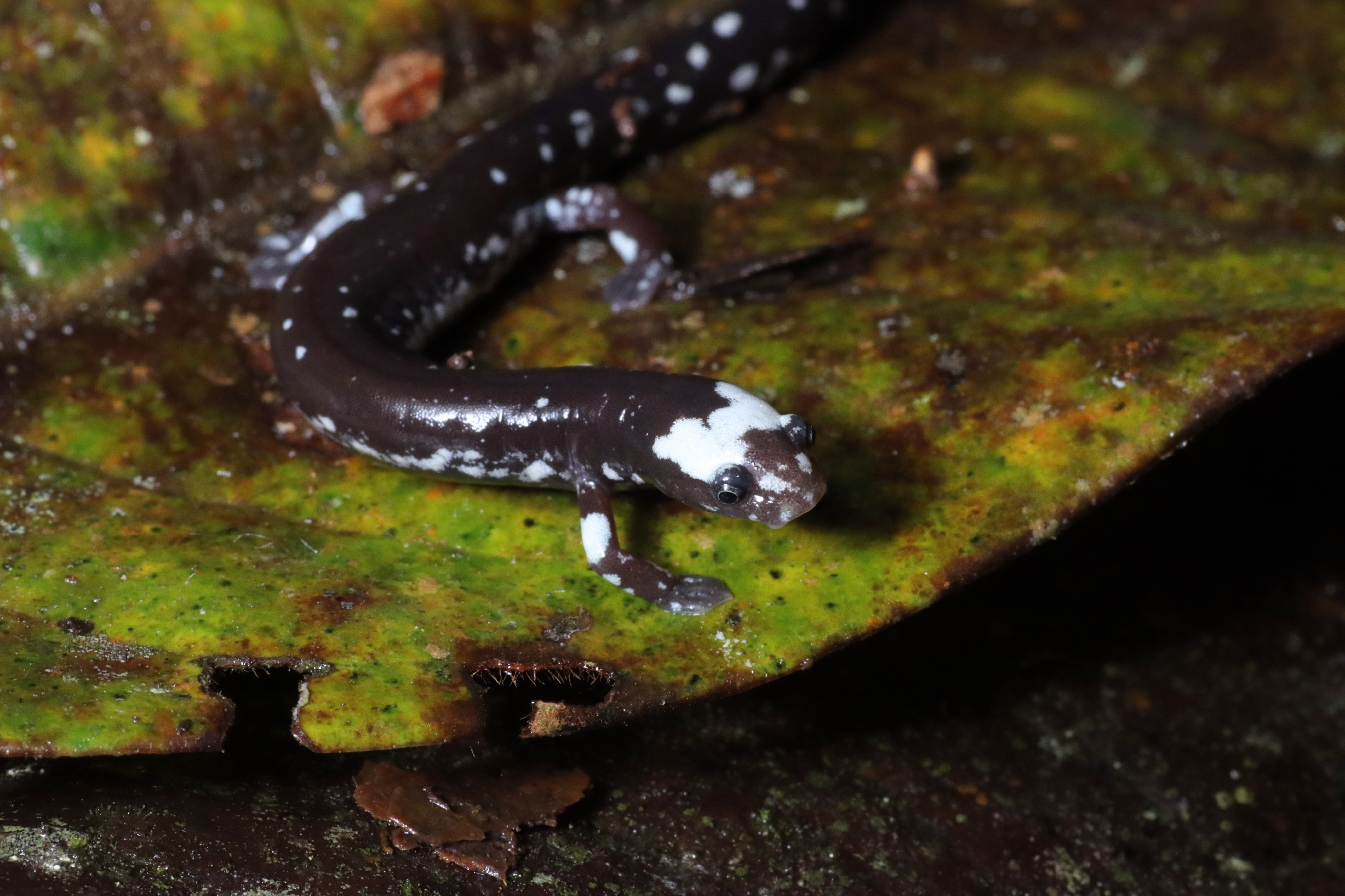 <i>Oedipina carablanca</i>