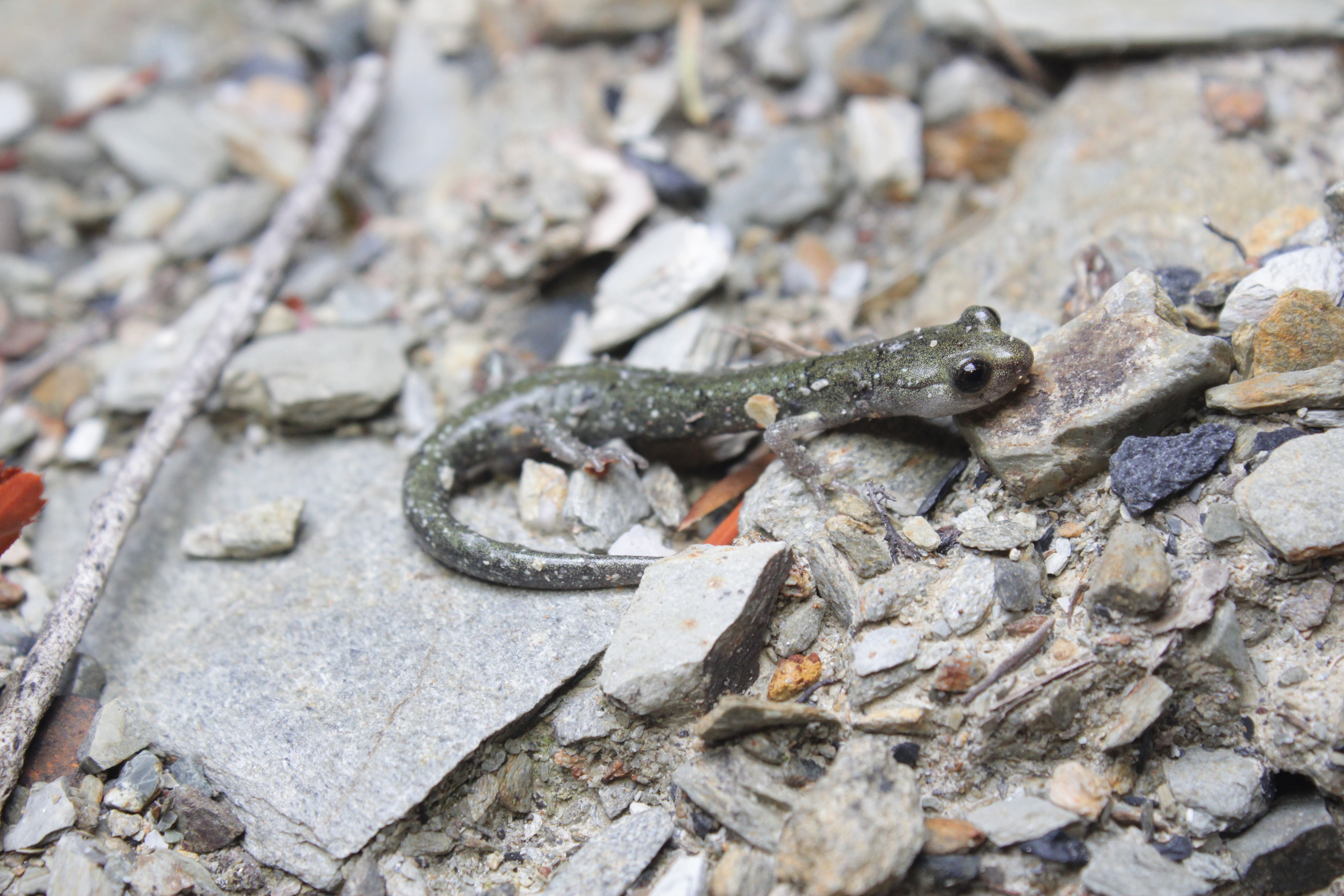 <i>Aneides klamathensis</i>; Klamath Black Salamander