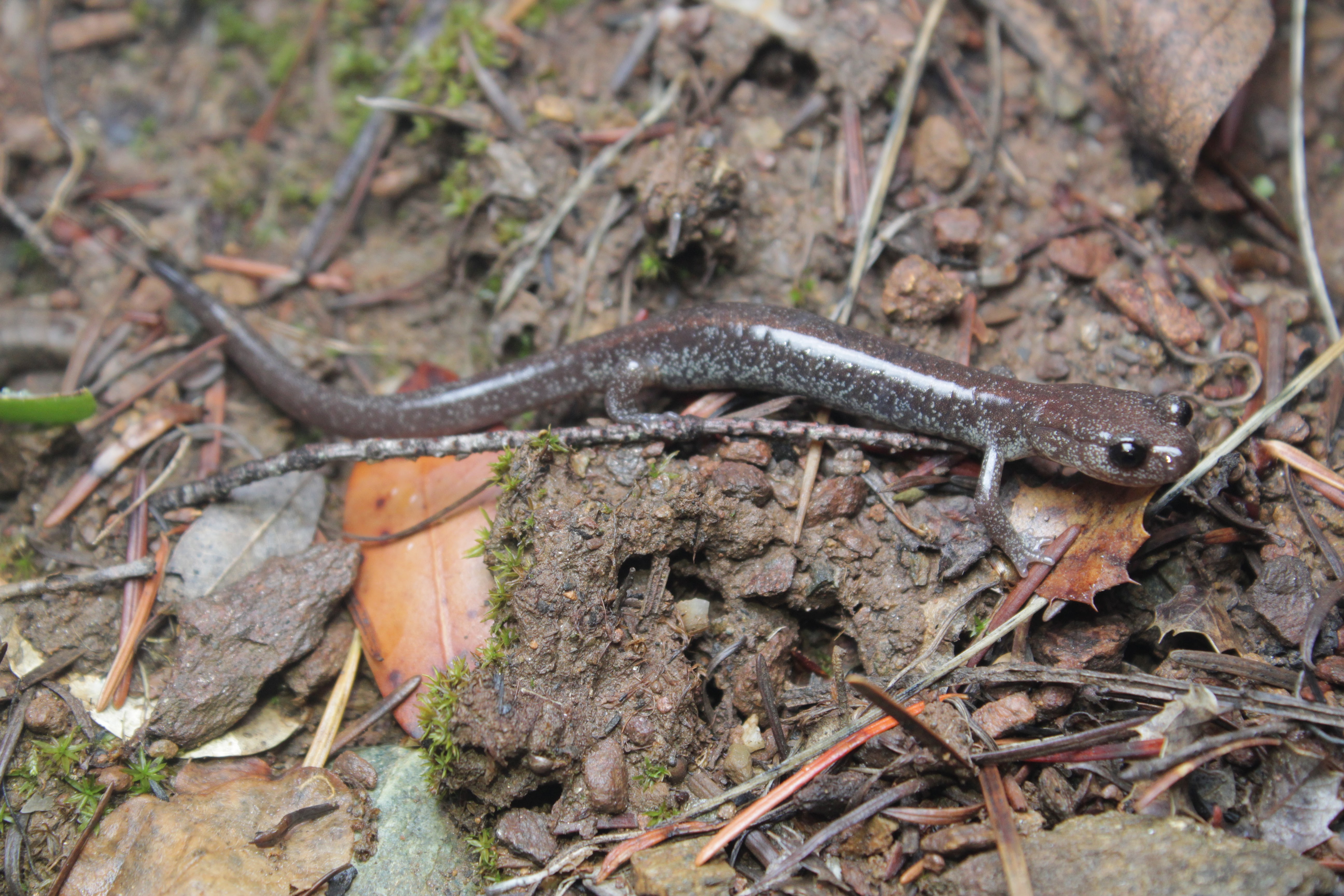 <i>Plethodon asupak</i>; Scott Bar Salamander