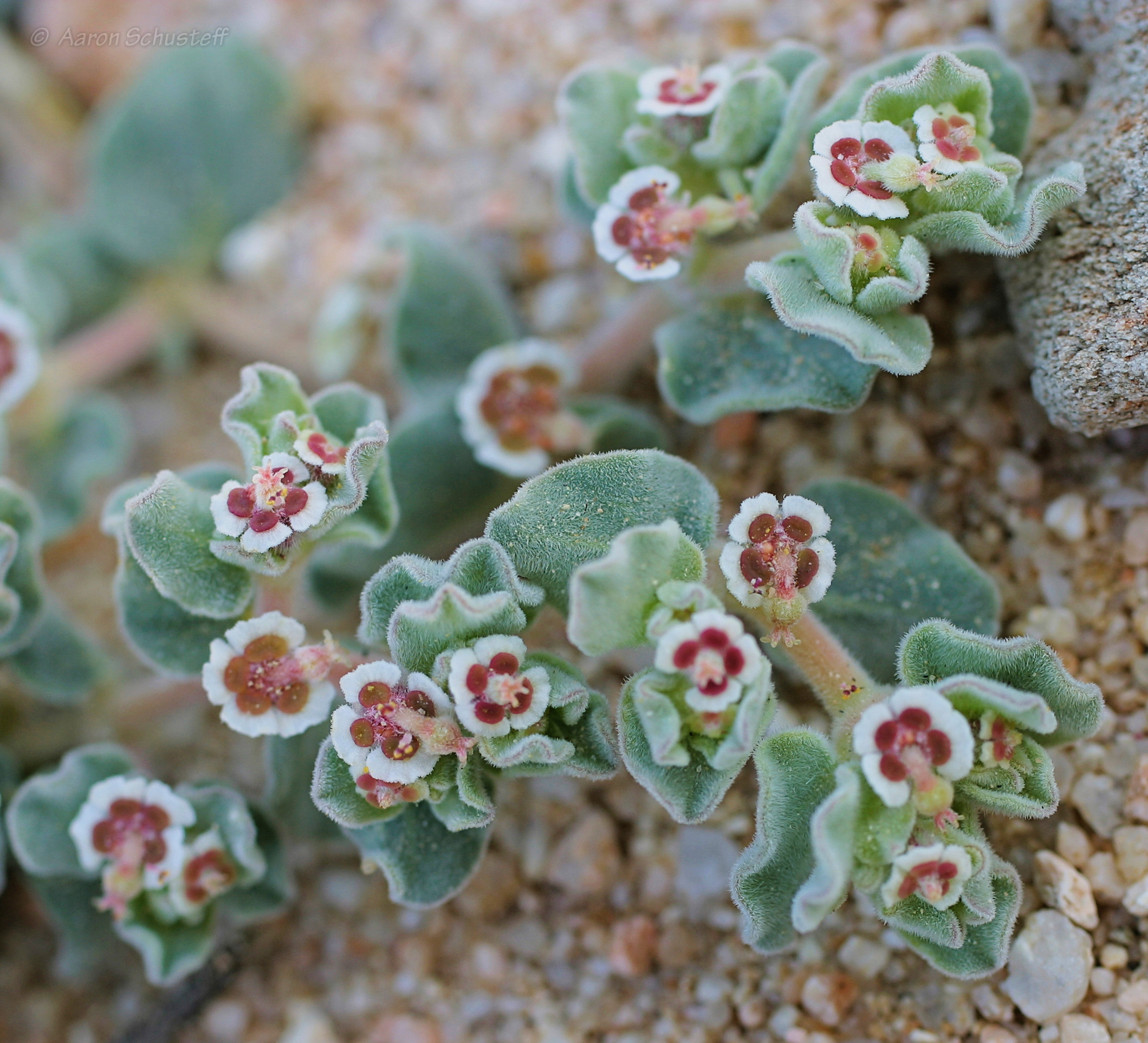 <i>Euphorbia vallis-mortae</i>