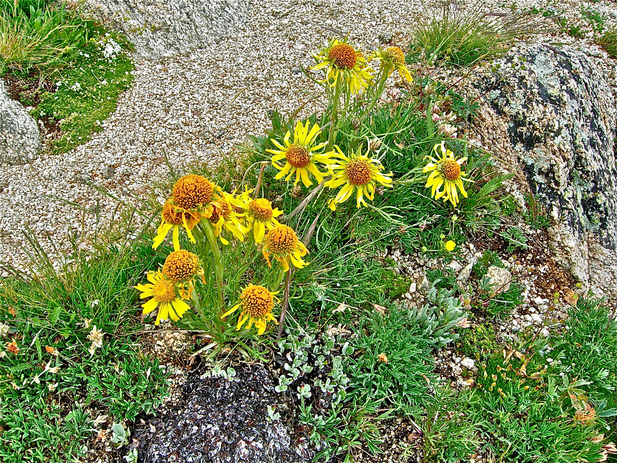 <i>Hymenoxys grandiflora</i>; Alpine Sunflower