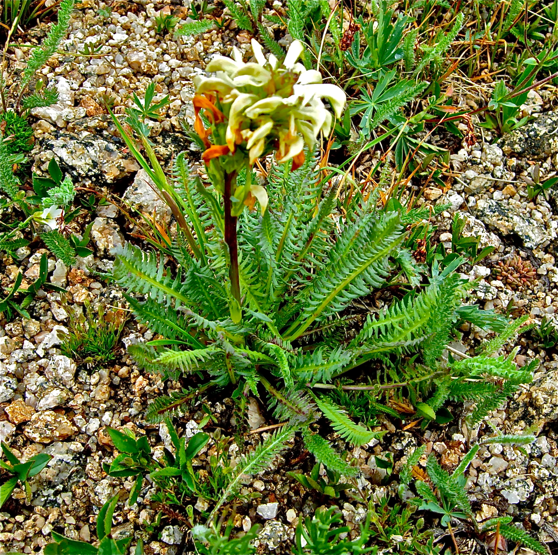 <i>Pedicularis parryi</i>; Alpine Lousewort