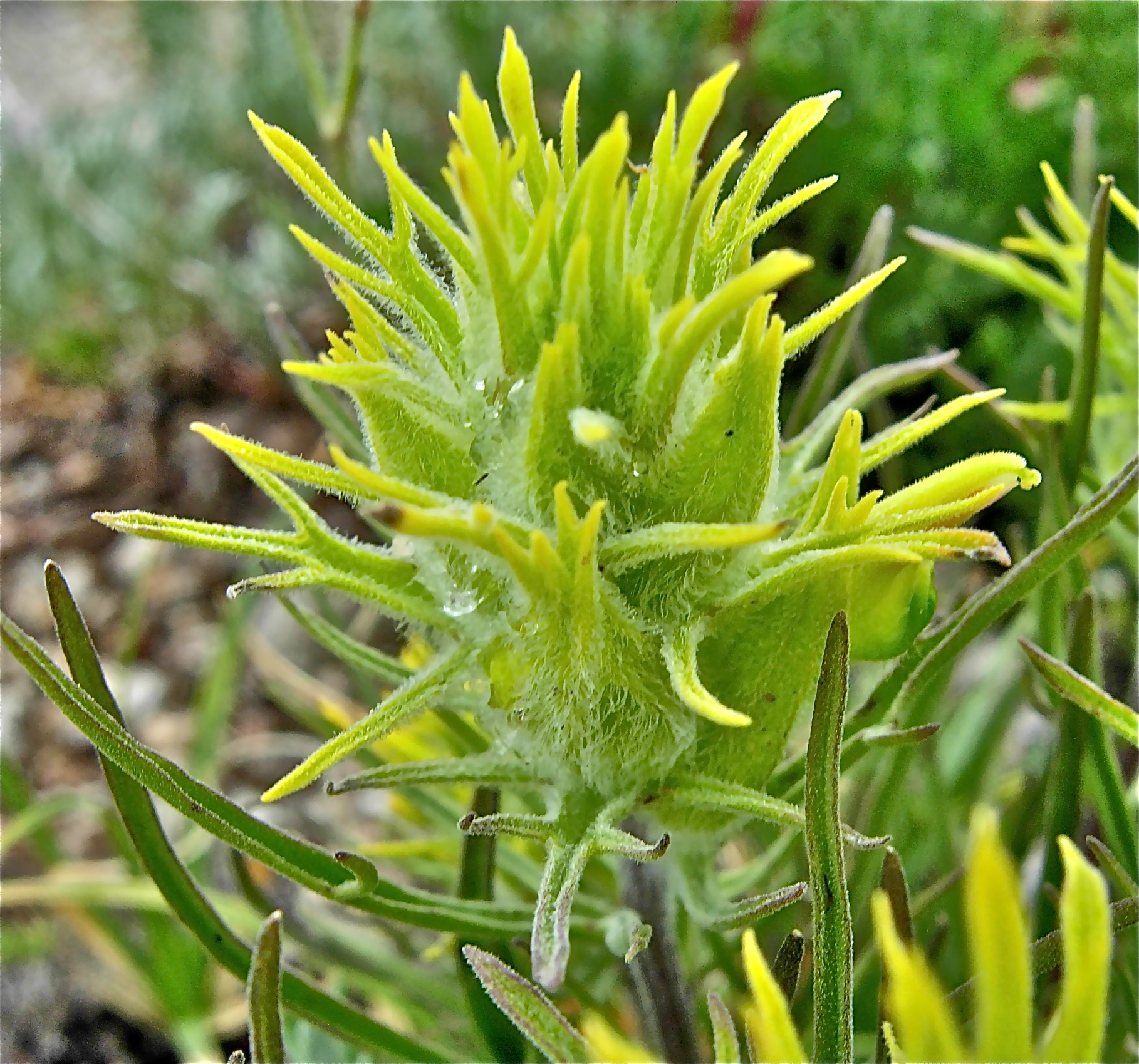 <i>Castilleja puberula</i>; Downy Paintbrush