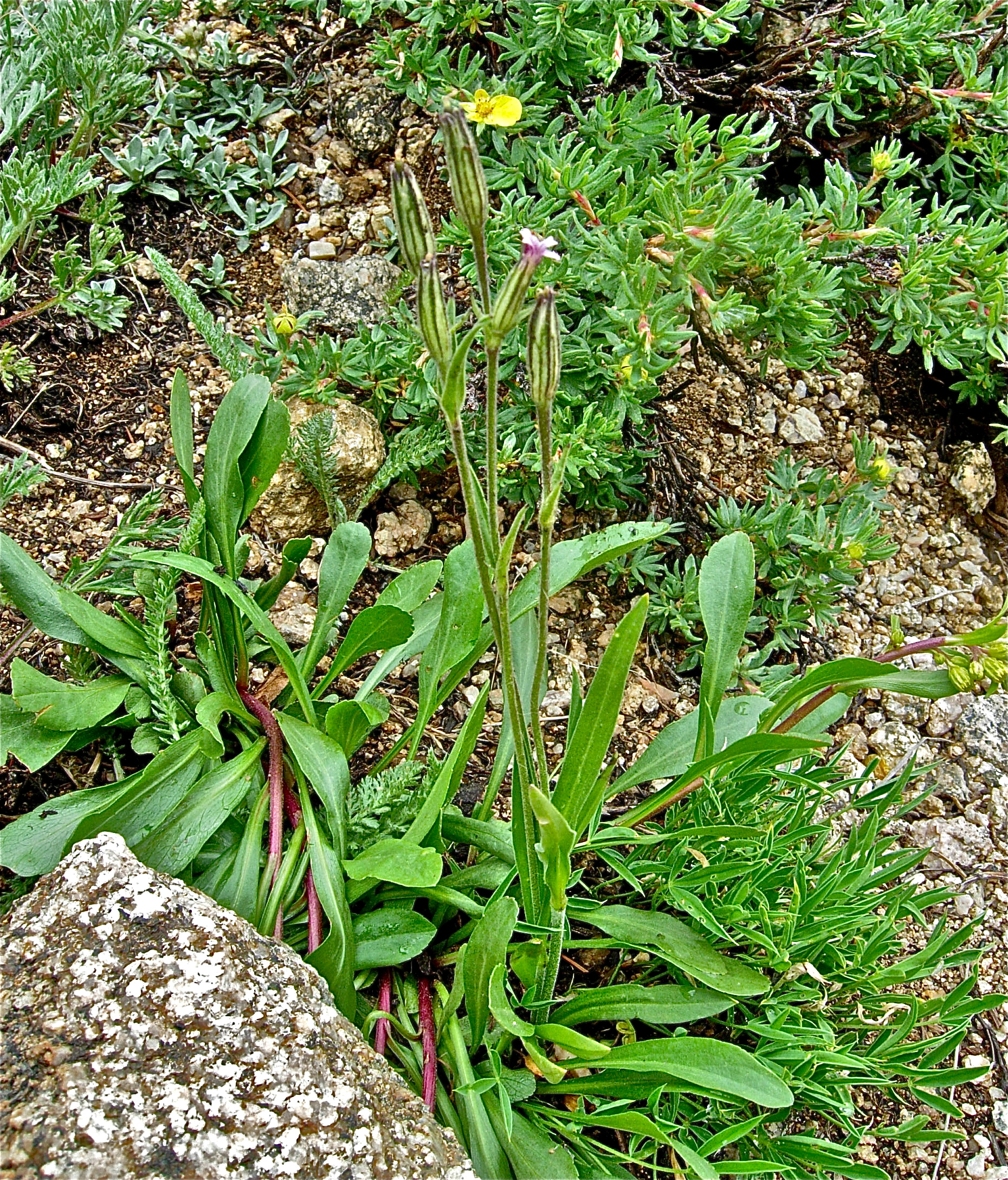 <i>Silene drummondii</i>