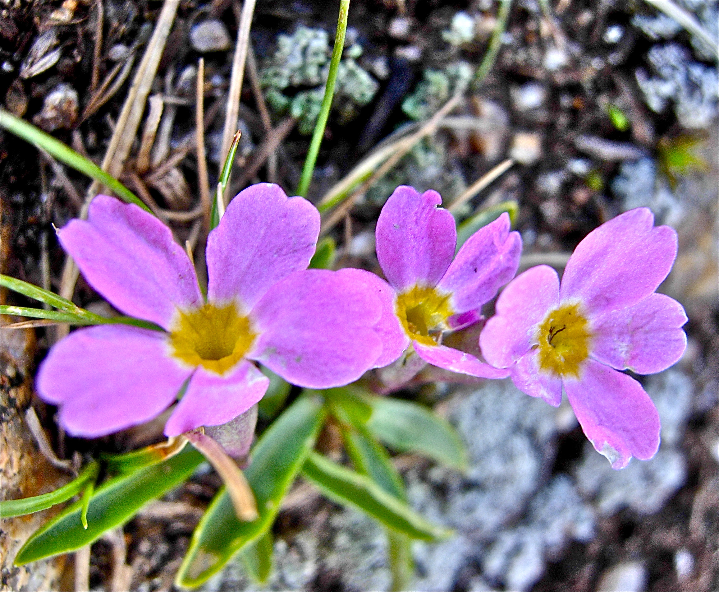 <i>Primula angustifolia</i>; Alpine Primrose