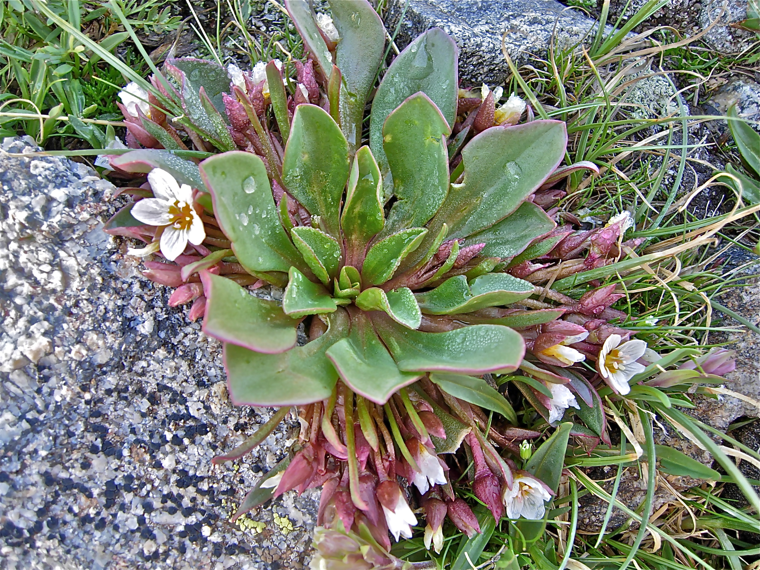 <i>Claytonia megarhiza</i>; Alpine Spring Beauty