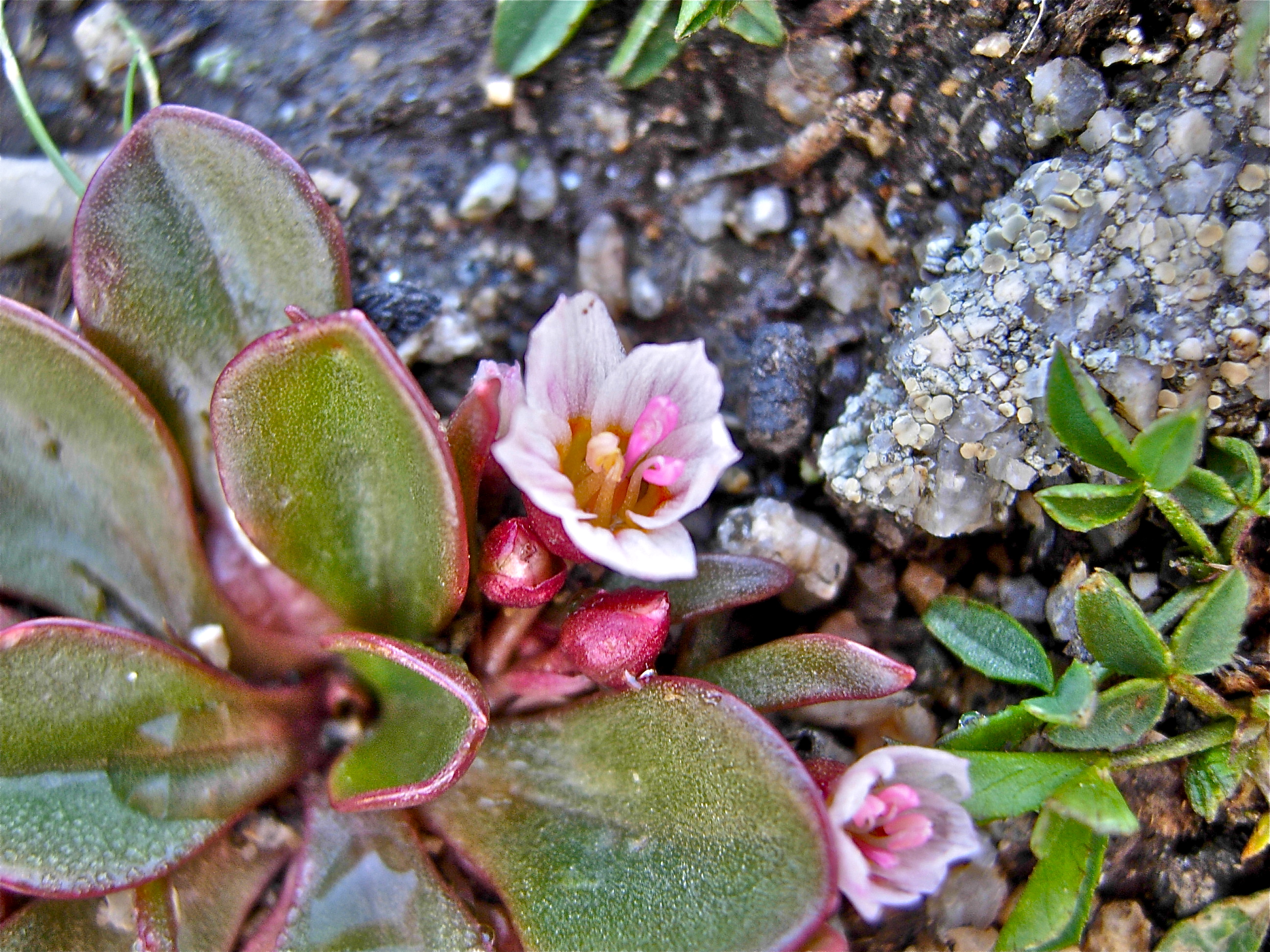 <i>Claytonia megarhiza</i>; Alpine Spring Beauty