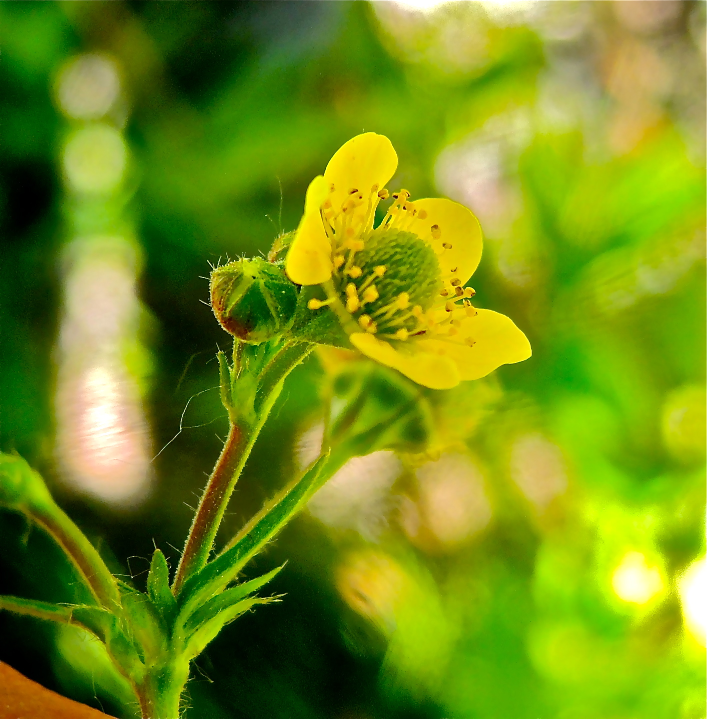 <i>Geum macrophyllum var. perincisum</i>; Largeleaf Avens