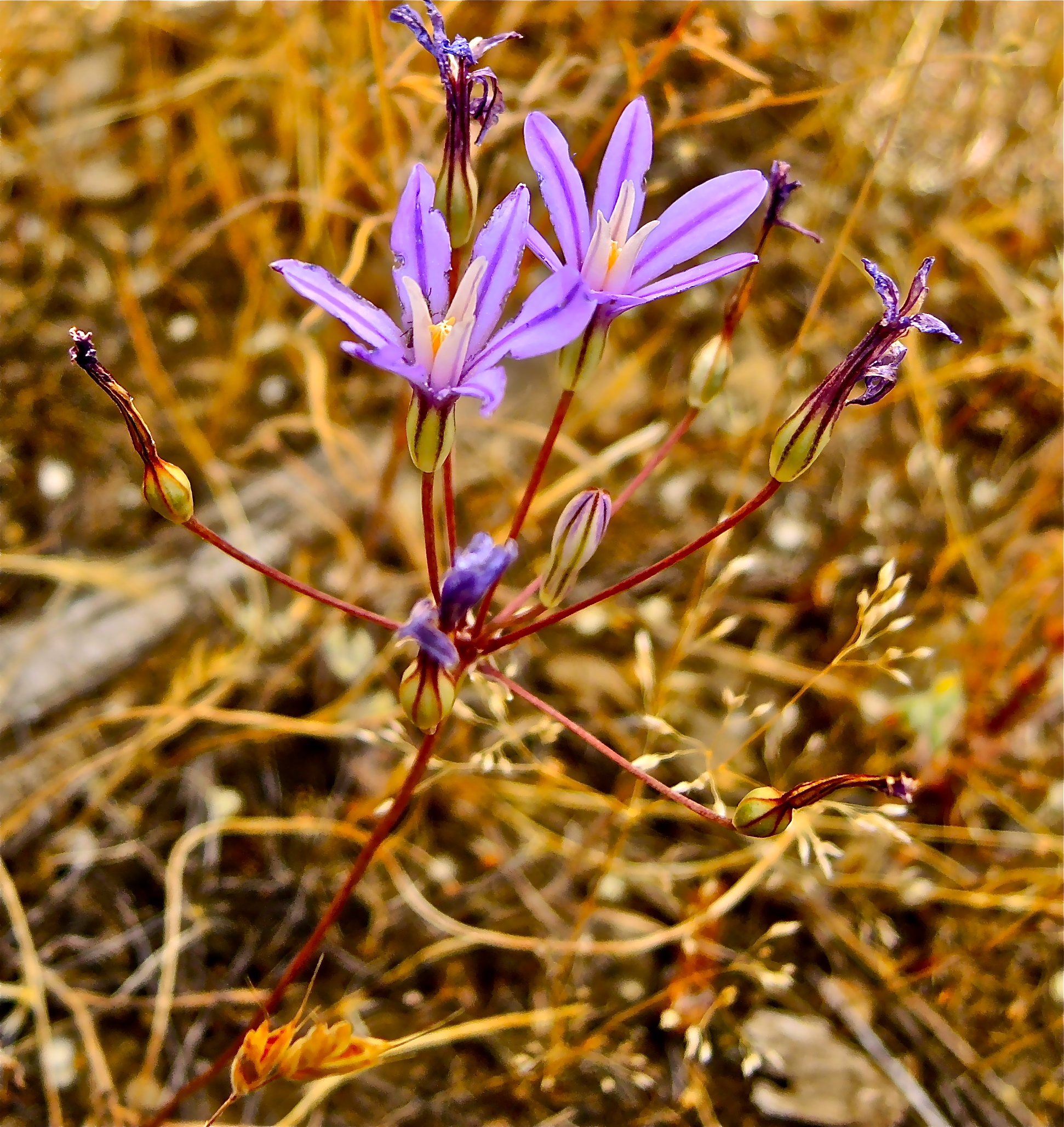 <i>Brodiaea minor</i>