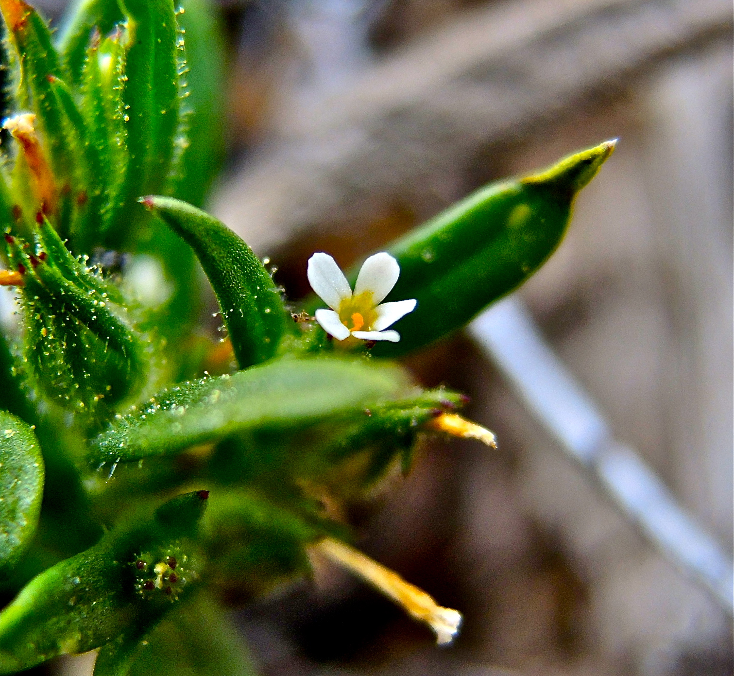 <i>Microsteris gracilis</i>; Slender Phlox