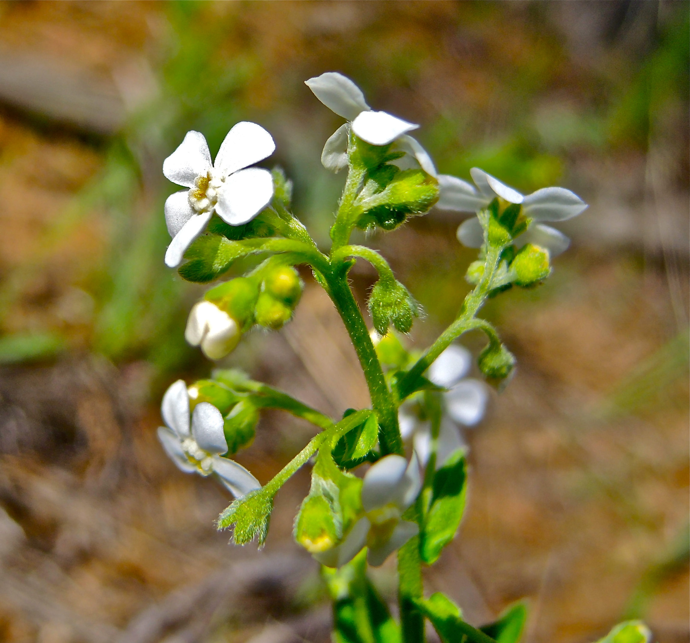 <i>Hackelia californica</i>