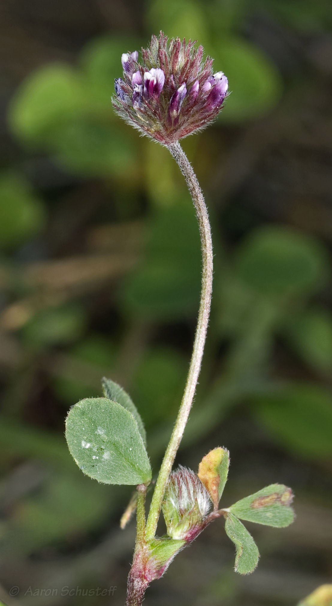 <i>Trifolium dichotomum</i>; Branched Indian Clover