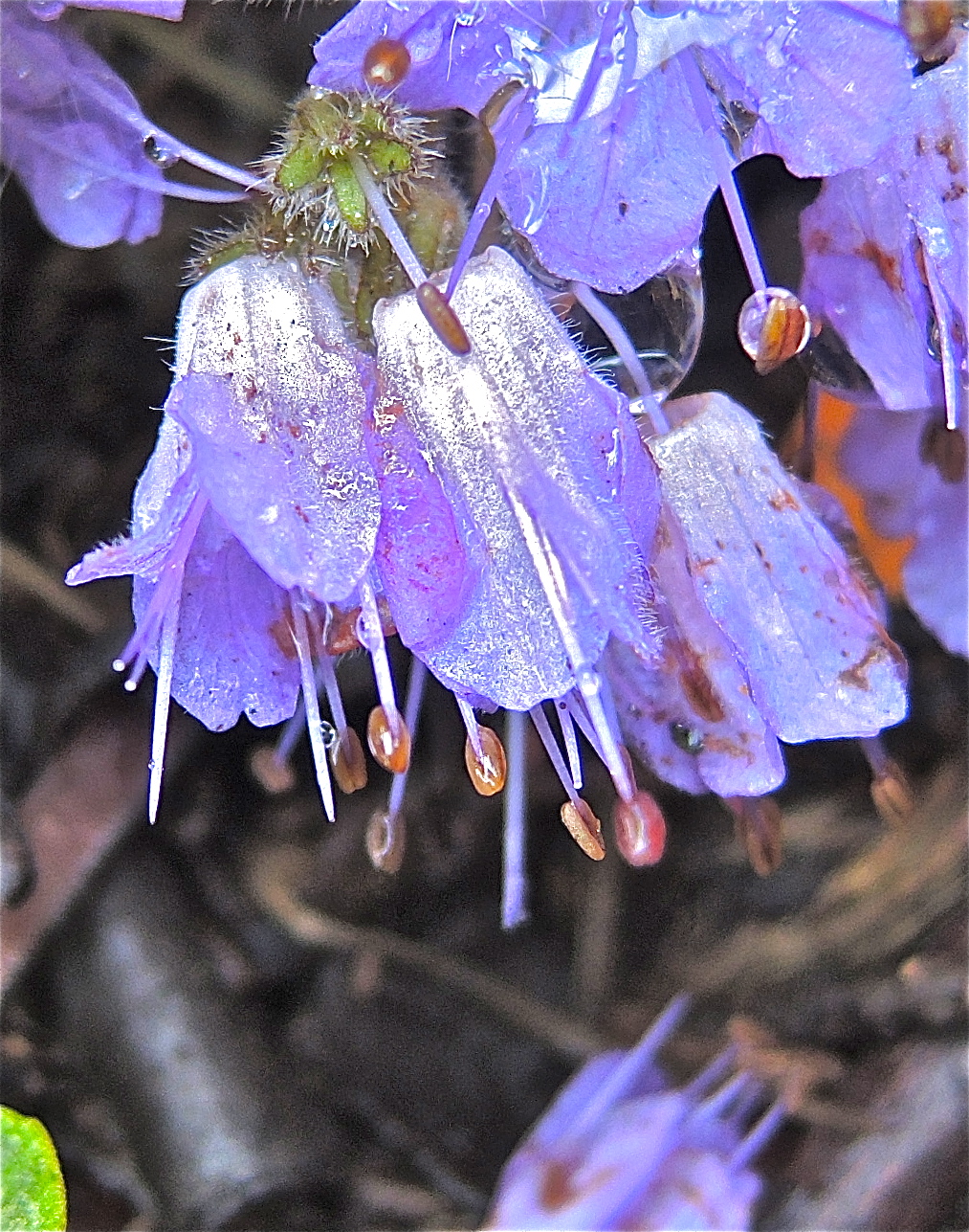 <i>Hydrophyllum alpestre</i>