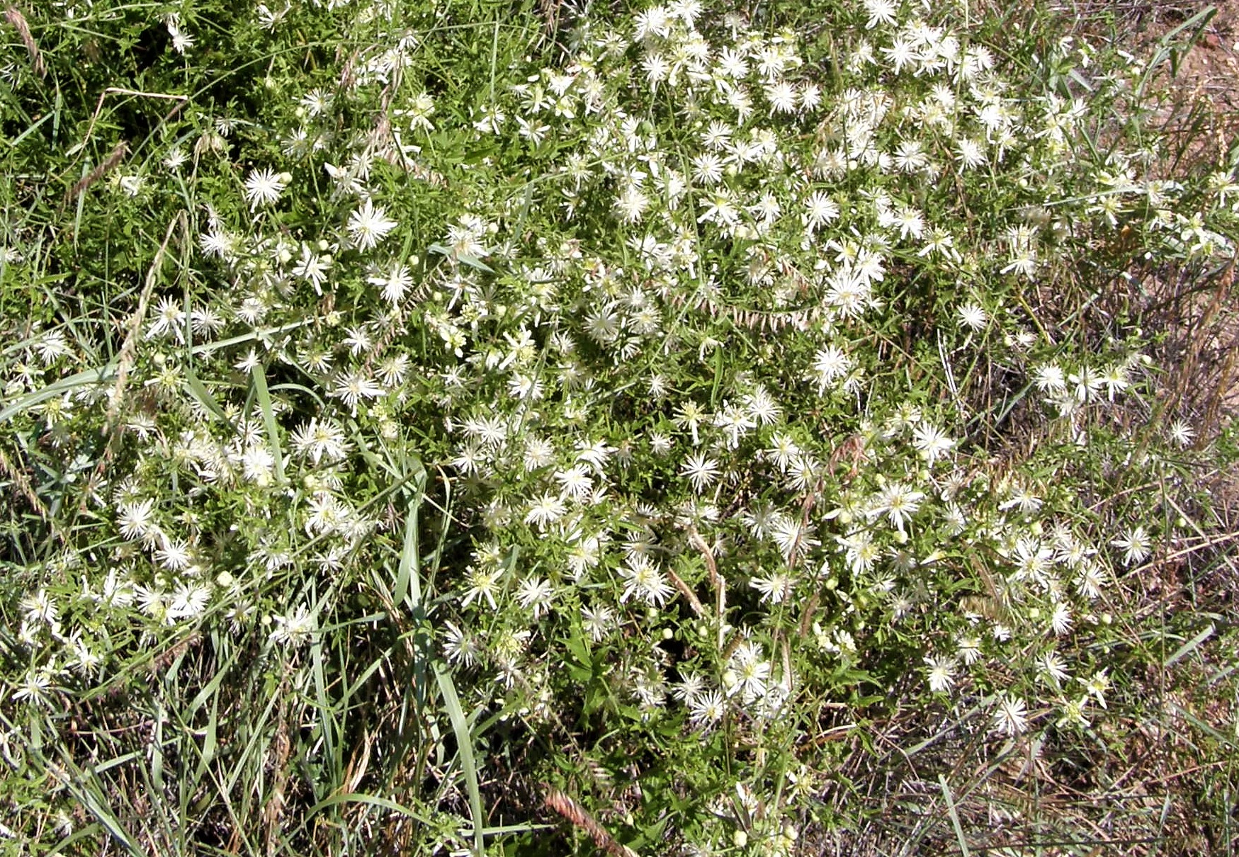 <i>Clematis drummondii</i>; Old Man's Beard
